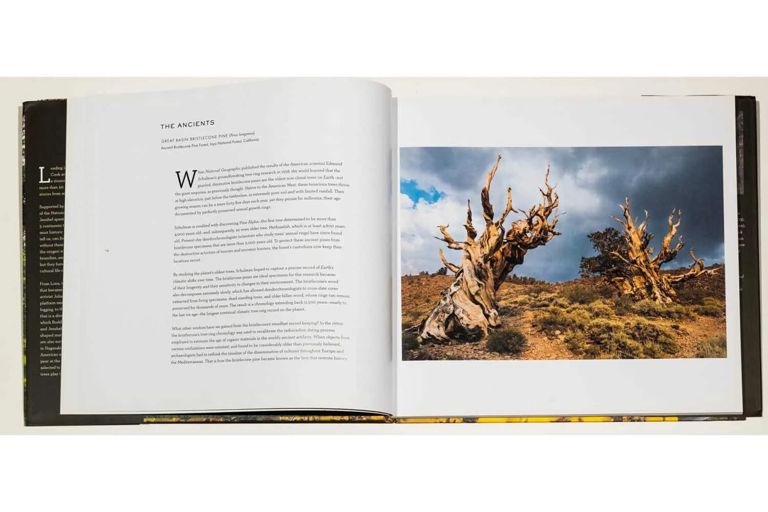 03a_Diane Cook & Len Jenshel Photography_Books_Wise Trees.jpg