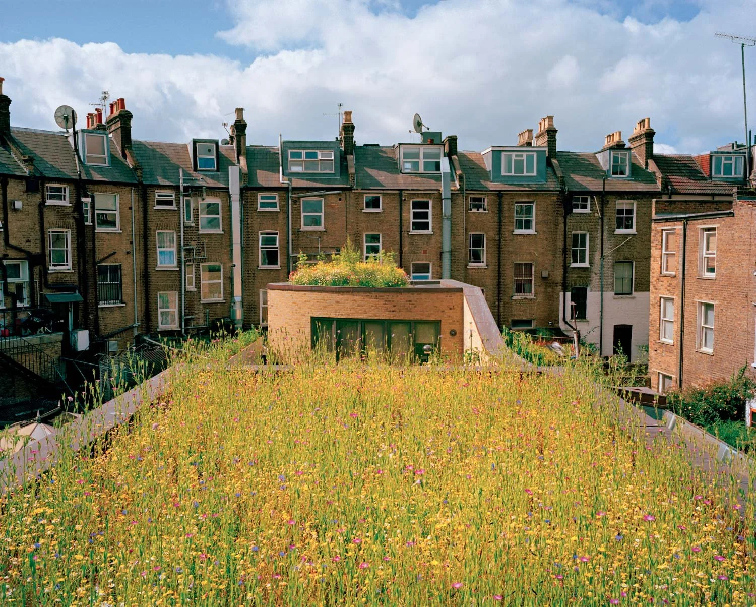  Green roof, London, England (UK) (Great Britain)