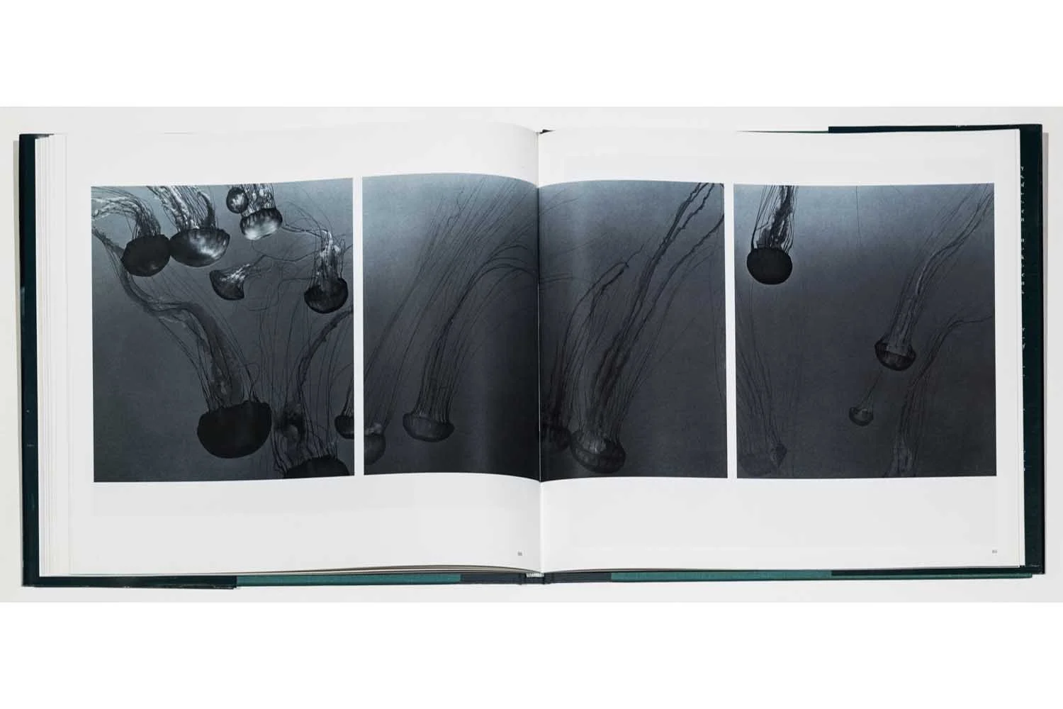 05_Diane Cook & Len Jenshel Photography_Books_Aquarium.jpg