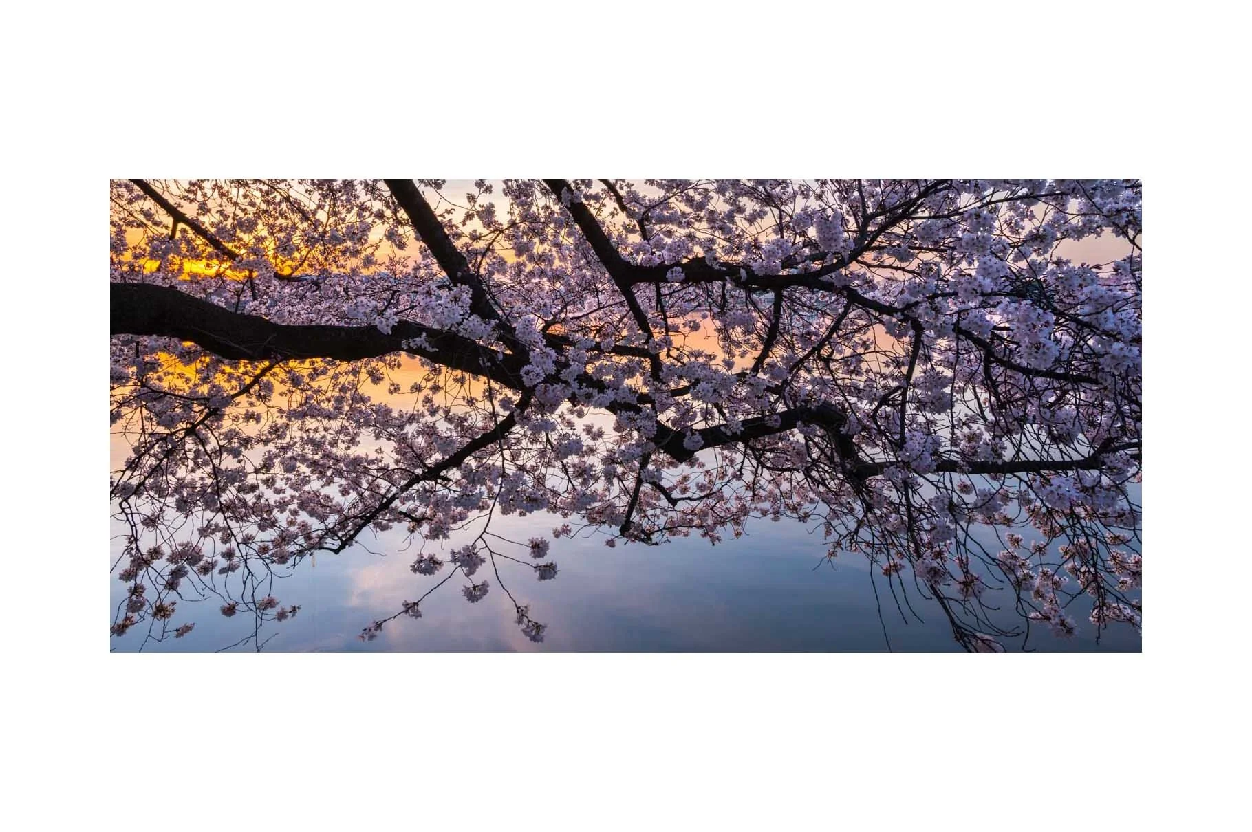  "FRIENDSHIP TREES" [YOSHINO CHERRY],  Tidal Basin, Washington, DC