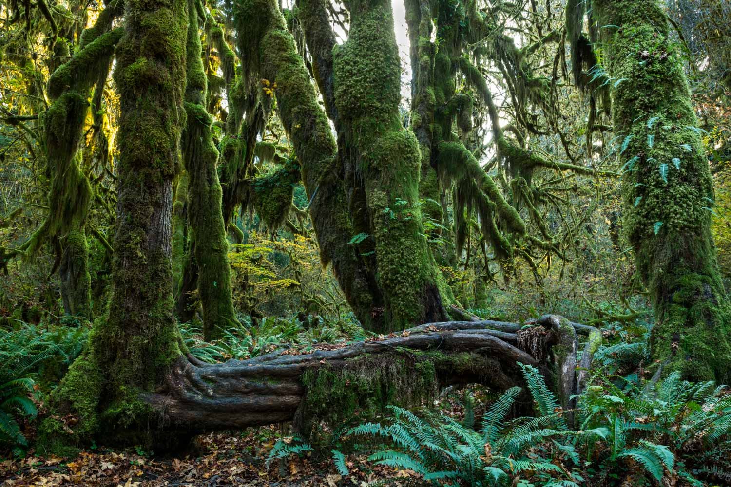  Hoh Rain Forest, Olympic National Park, WA