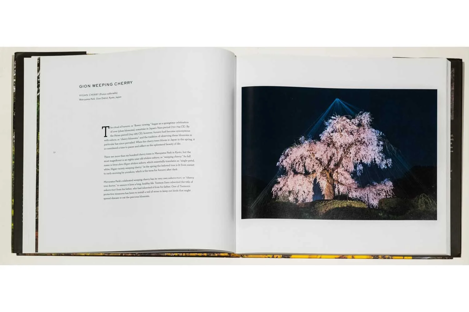04a_Diane Cook & Len Jenshel Photography_Books_Wise Trees.jpg