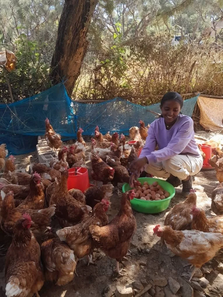 Livestock Is Transforming Lives in Tigray