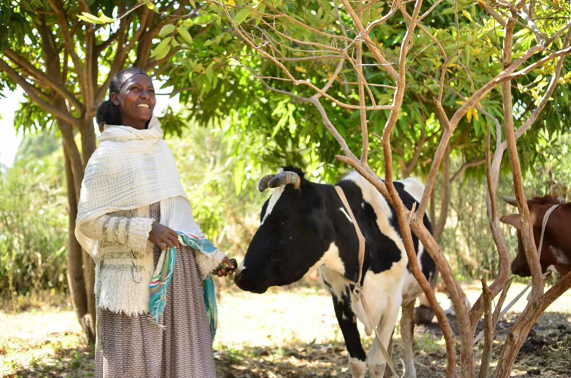 Wahid’s Dairy Business Brings Success and Stability