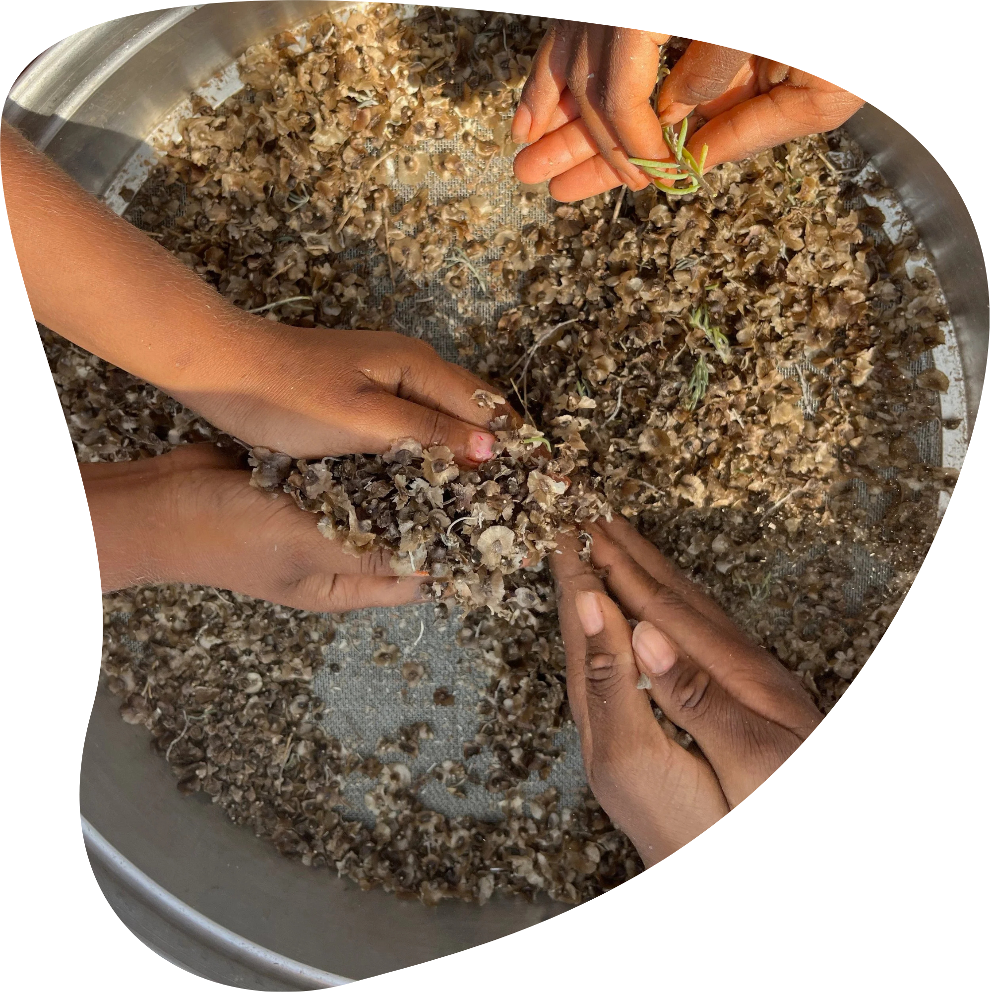 Multiple hands cleaning native seed in a large metal seive.