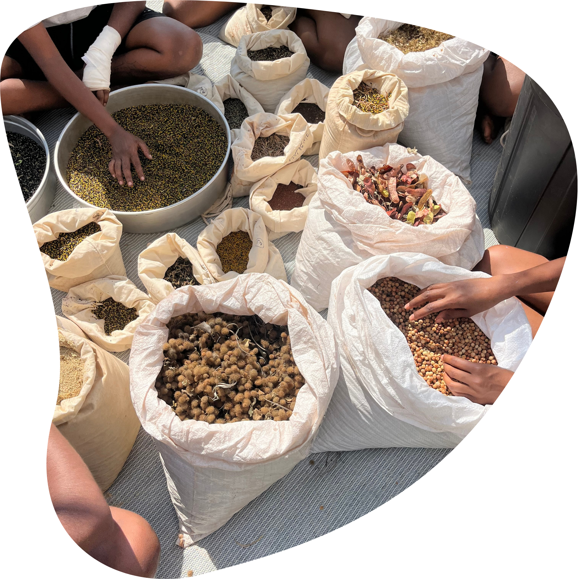 A group of people participating in a Yarnin Seeds workshop, sorting, processing and examining various Australian native seeds in large sacks, bags and seives.