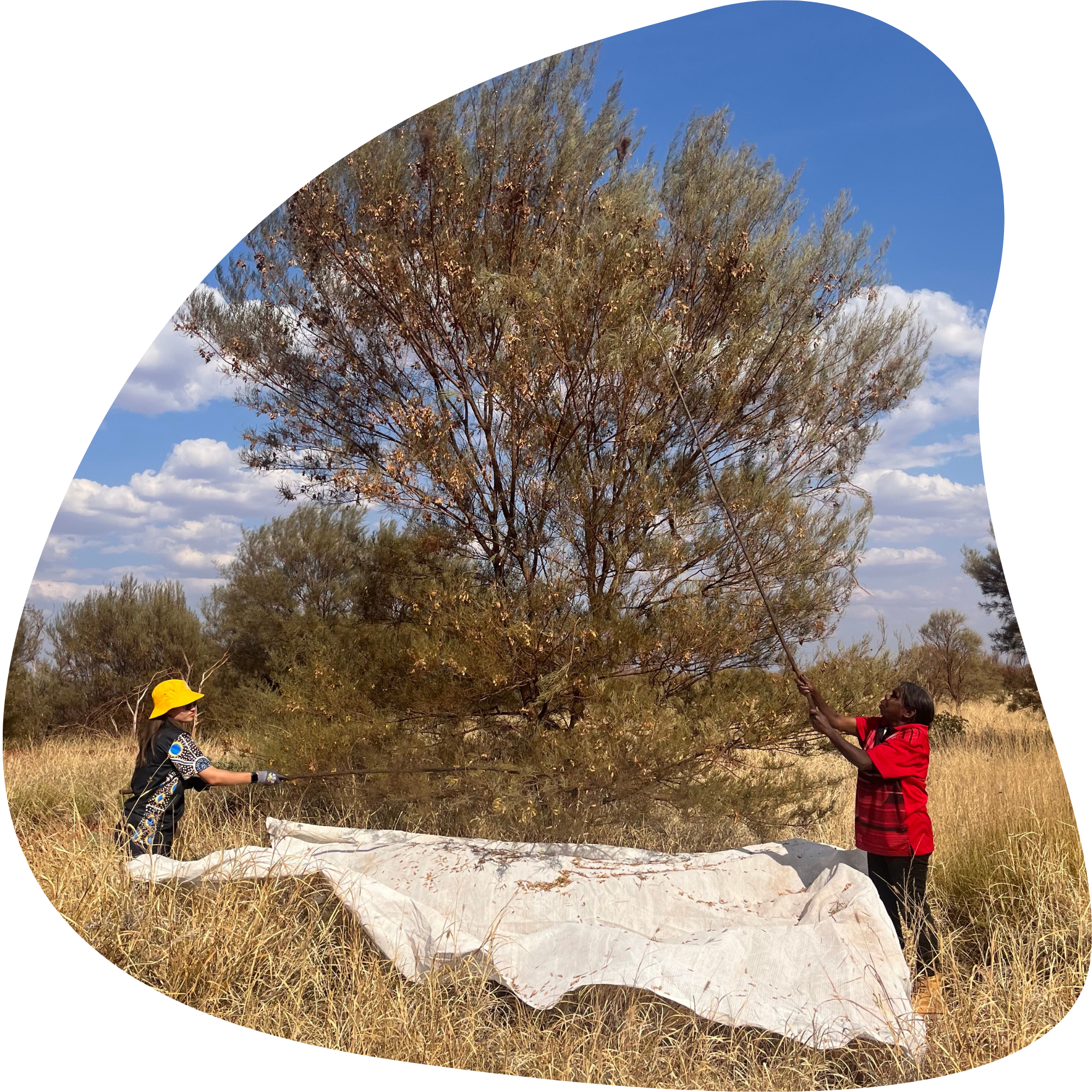 Two people are collecting seeds from a large Acacia in the Pilbara. One person is using a long stick on the tree's branches, while the other is using a white tarp beneath the tree to gather fallen seeds or pods.
