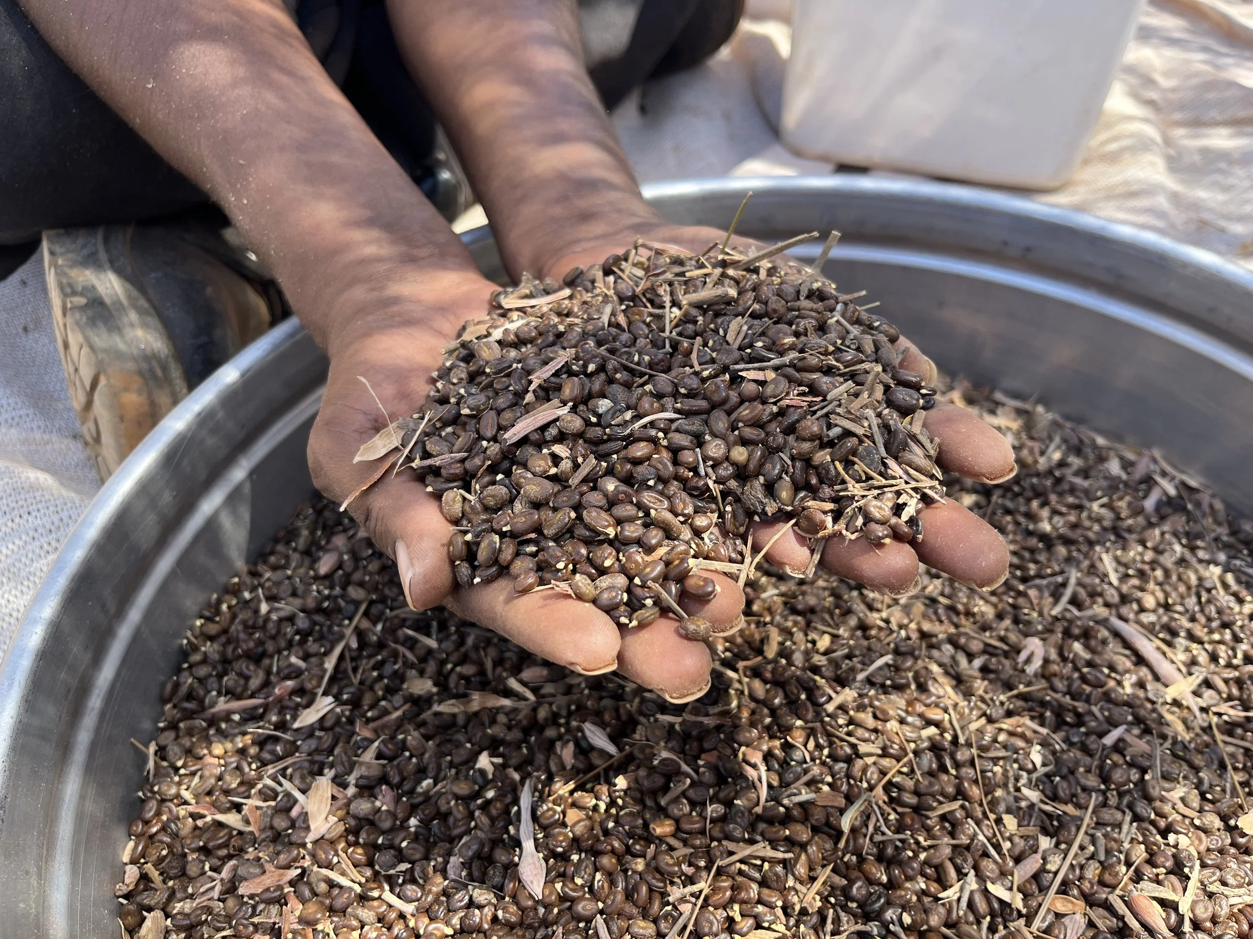 Close-up of a person's hands holding partially cleaned seeds during an on-Country Yarnin Seeds workshop. More seeds are visible in a large metal seive.