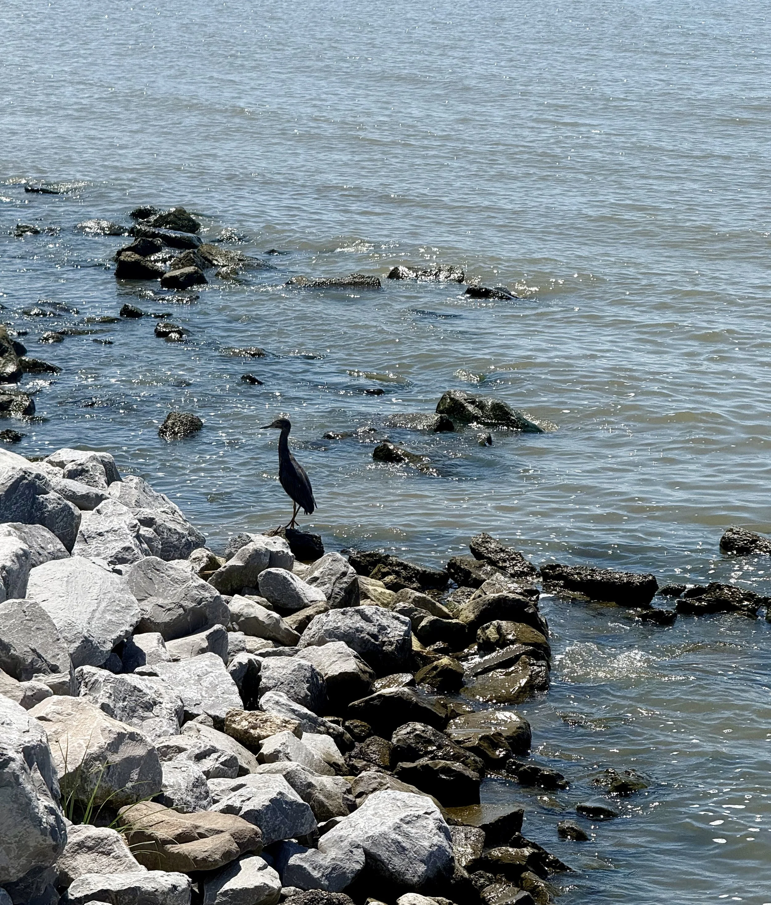 Relaxing and reflective photo of a bird standing on rocks at the shoreline near the beach