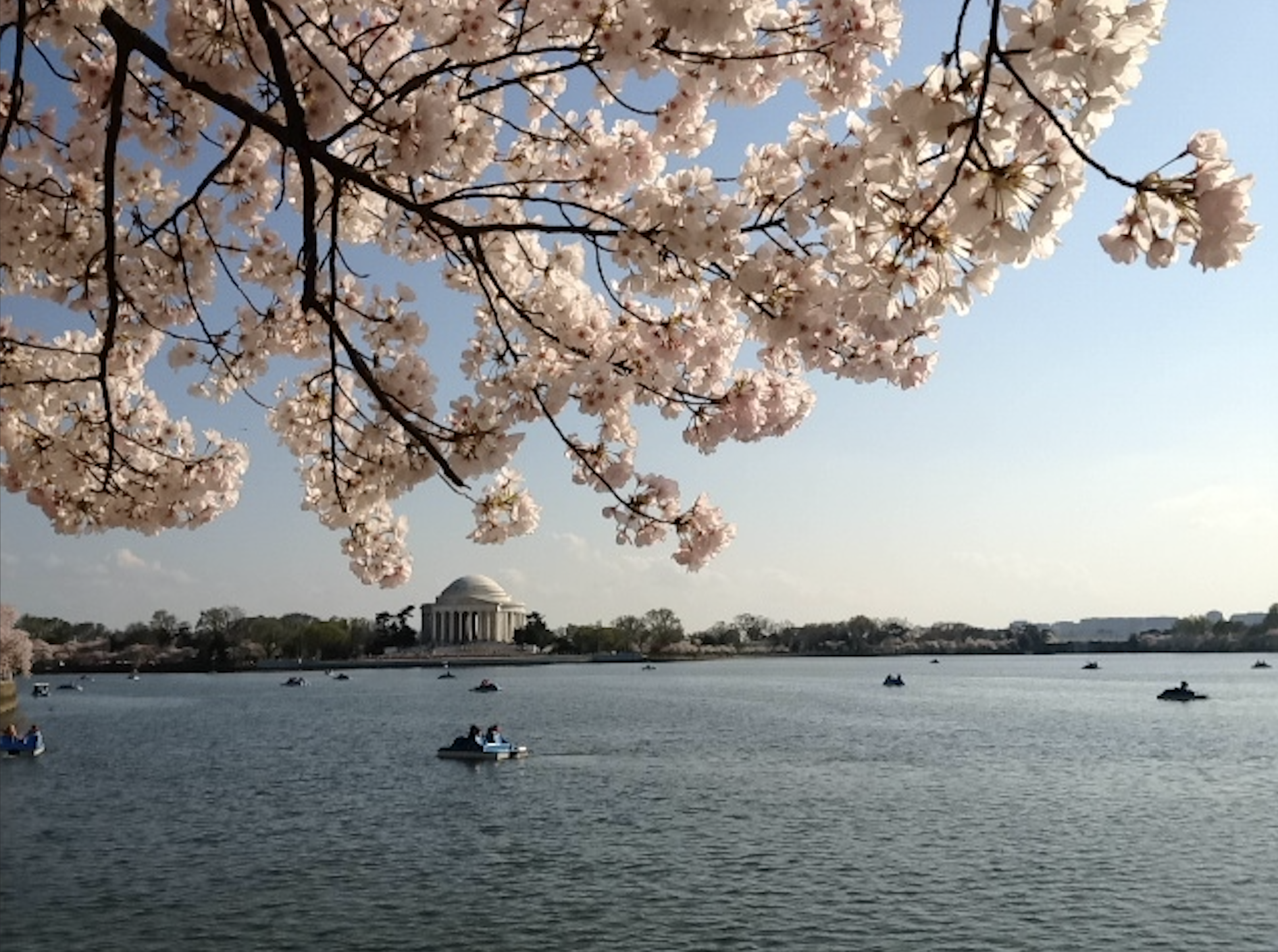 Cherry blossom tree branches in bloom over the Tidal Basin in Washington, D.C., with the Lincoln Memorial visible in the background and boats on the water.