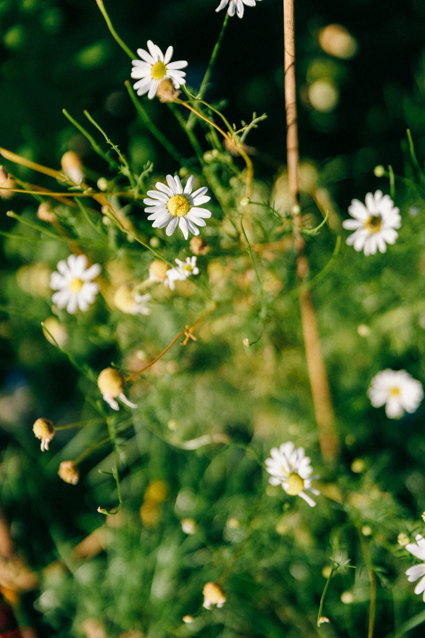 Close-up of small white daisies with yellow centers growing among green foliage.