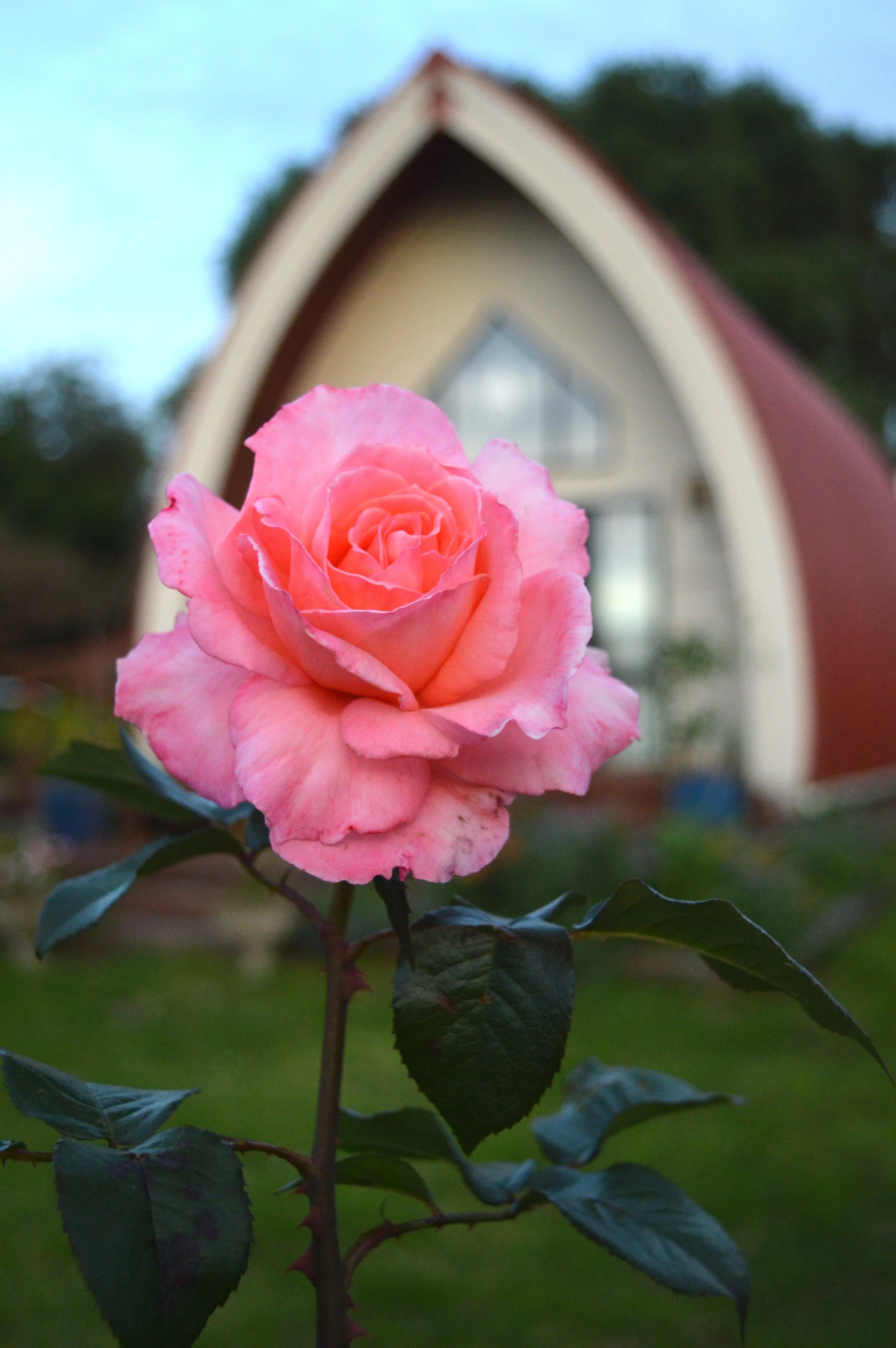 A pink rose in bloom with a building with a triangular roof in the background.