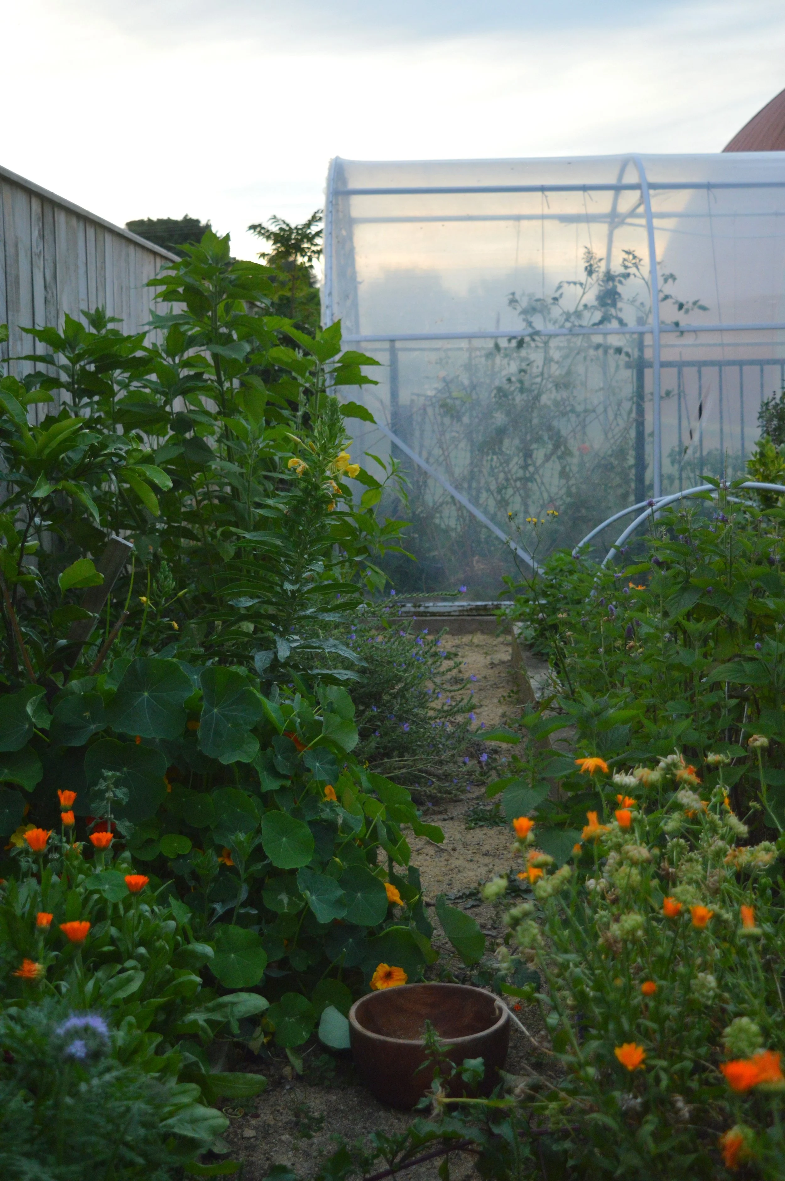 A vegetable garden with flowering plants and a greenhouse in the background, seen during dusk.