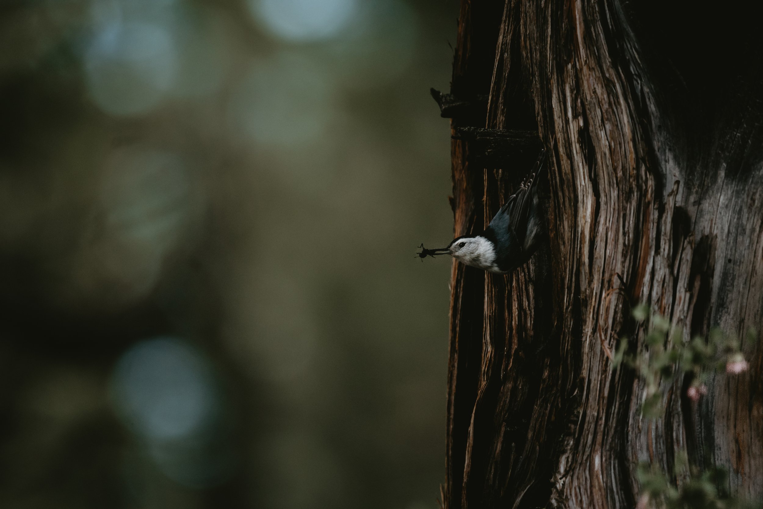 A small bird perched on a tree trunk, holding a lizard in its beak, with a blurred green background.