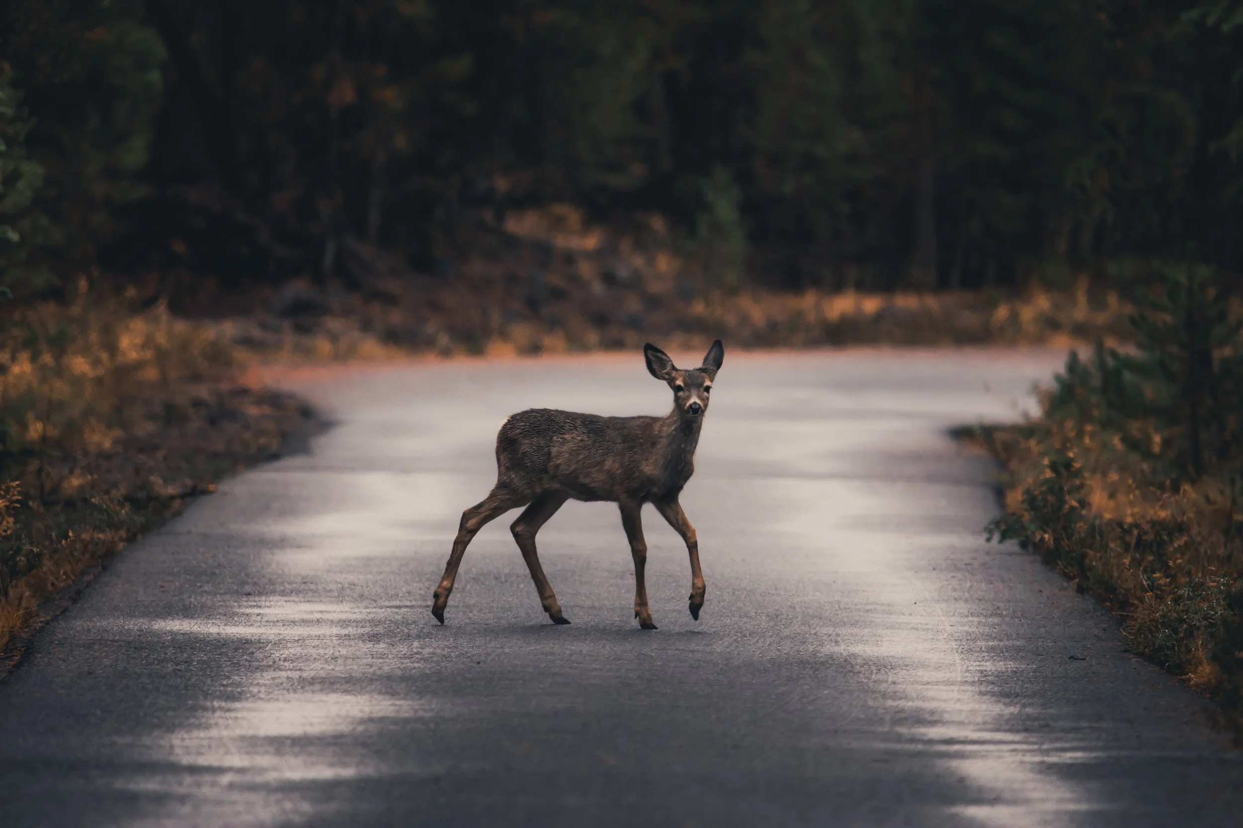 A young deer crossing a wet paved road surrounded by trees in a forest at dusk.