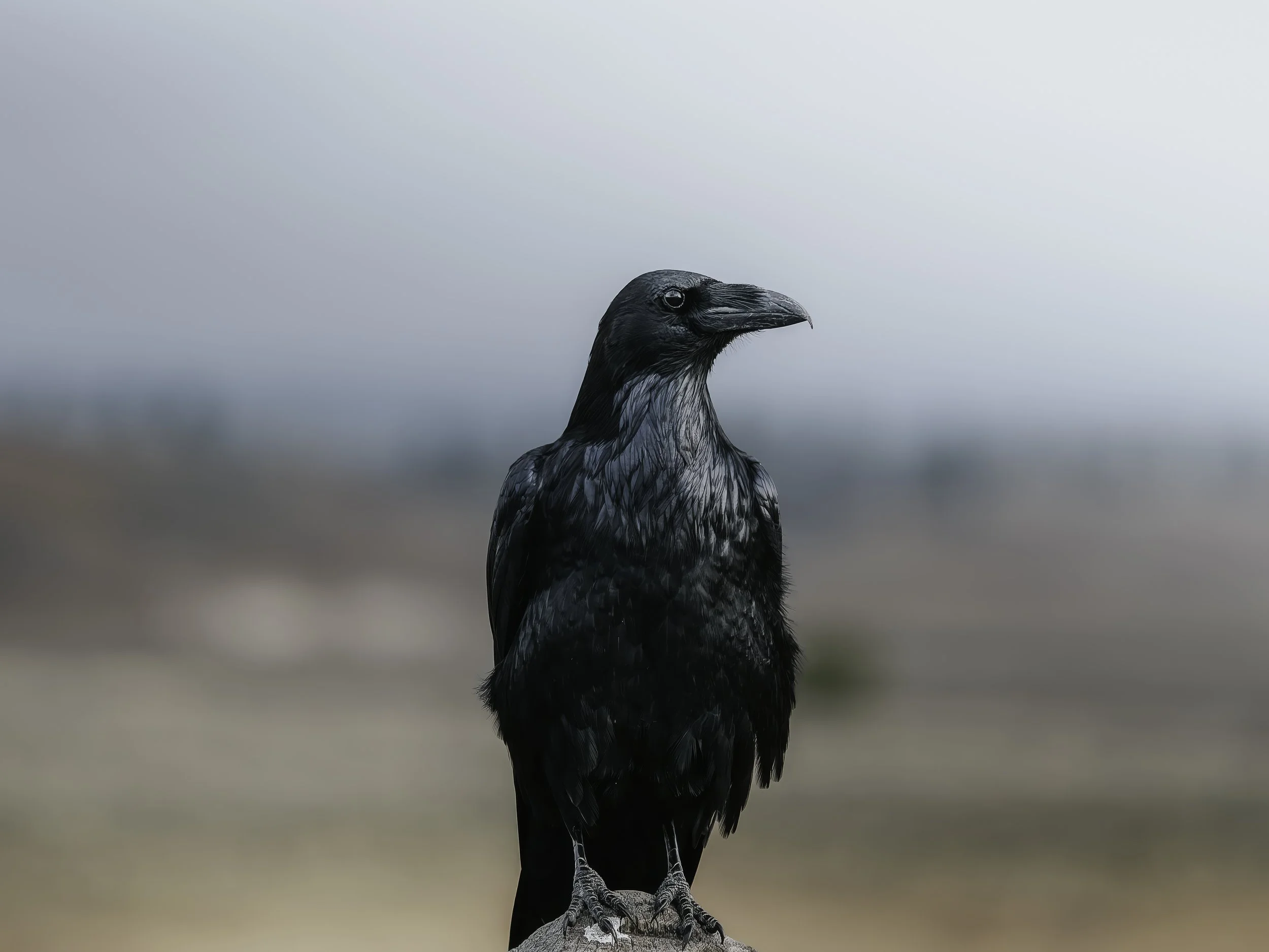 A black raven perched on a rock with a blurred landscape background.