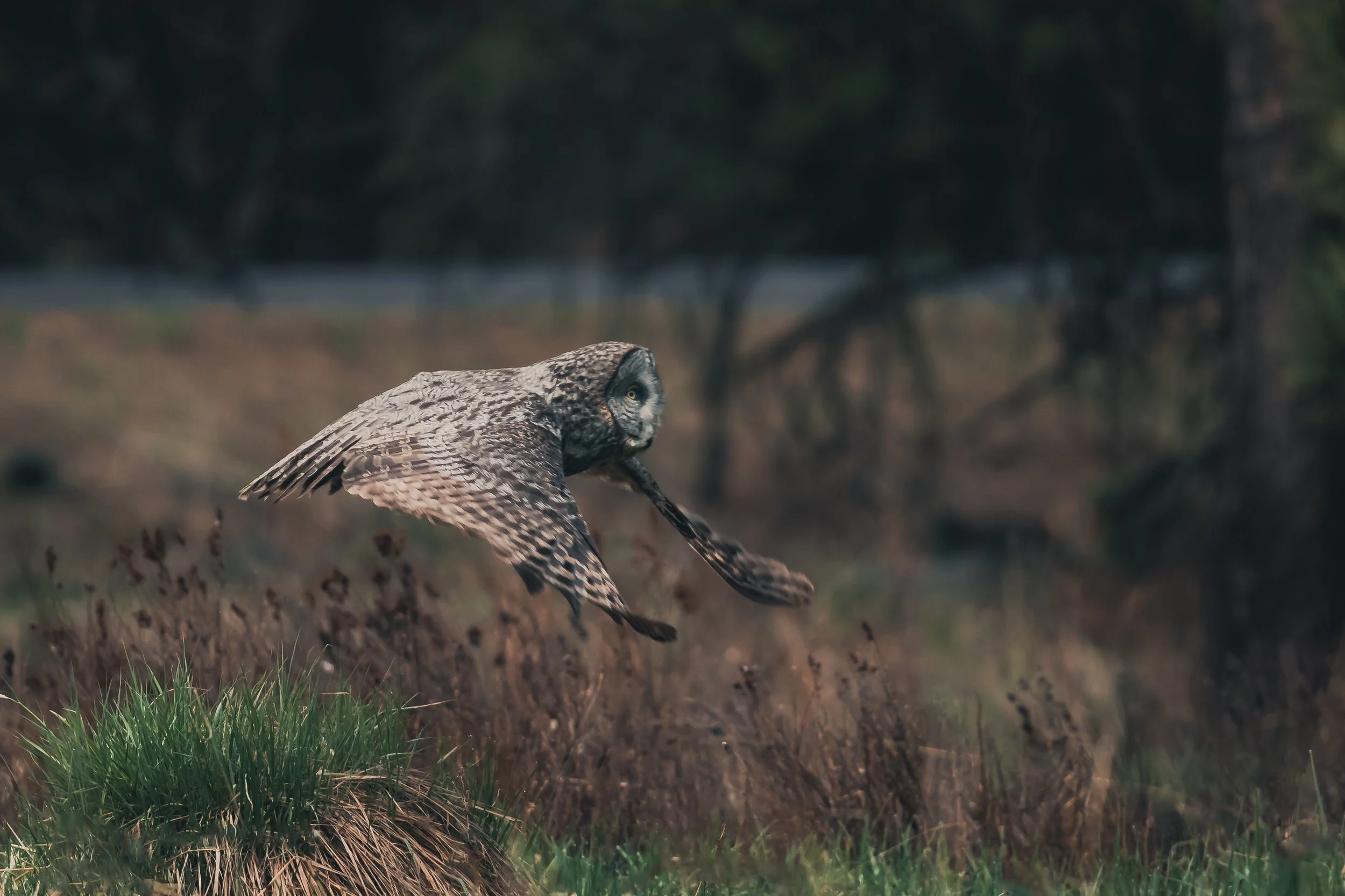 A great horned owl flying low over grassy terrain in a forested area.