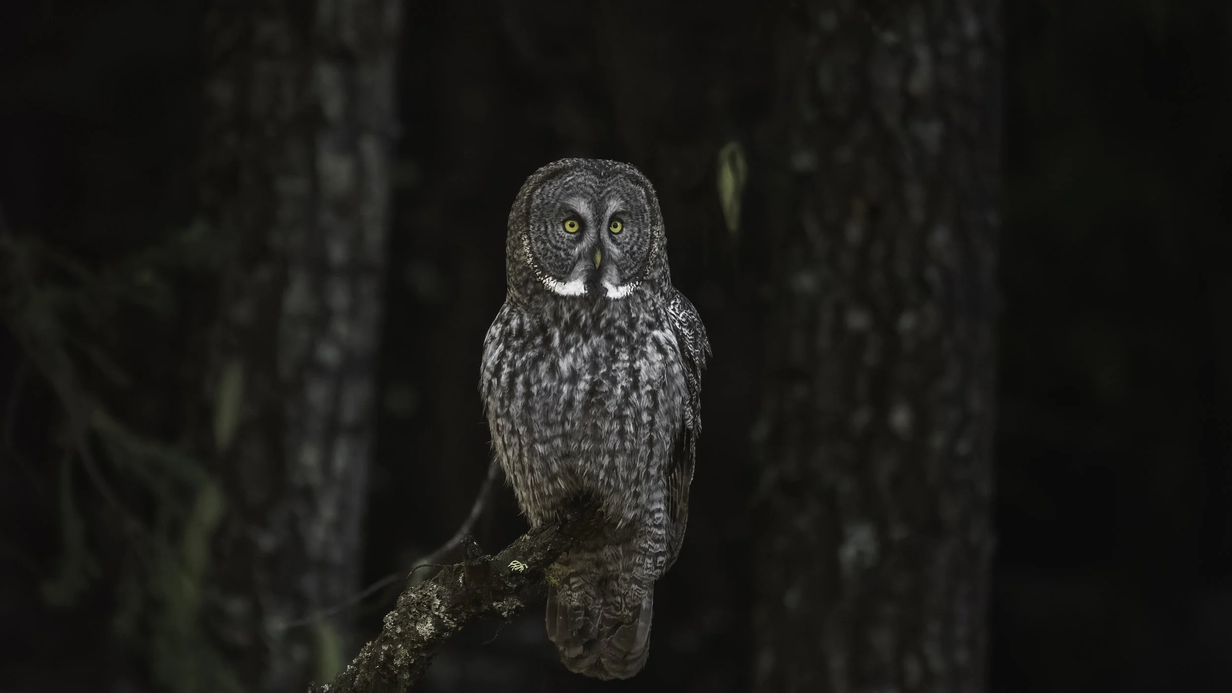 A great grey owl perched on a branch in a dark forest, with tree trunks in the background.