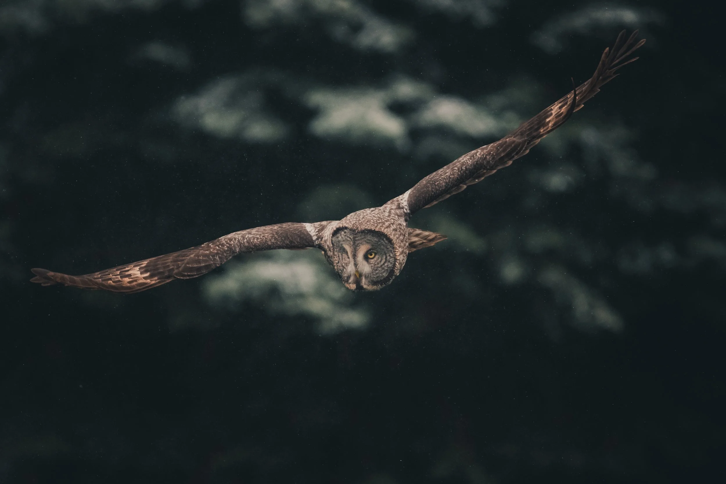 An owl flying through a dark, cloudy sky with its wings spread wide.