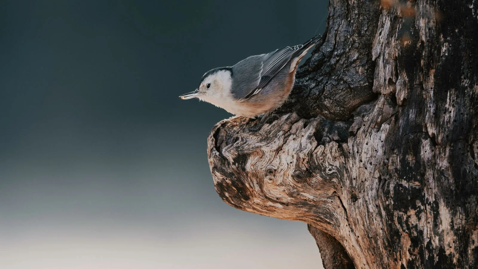 Nuthatch on the knot of a tree