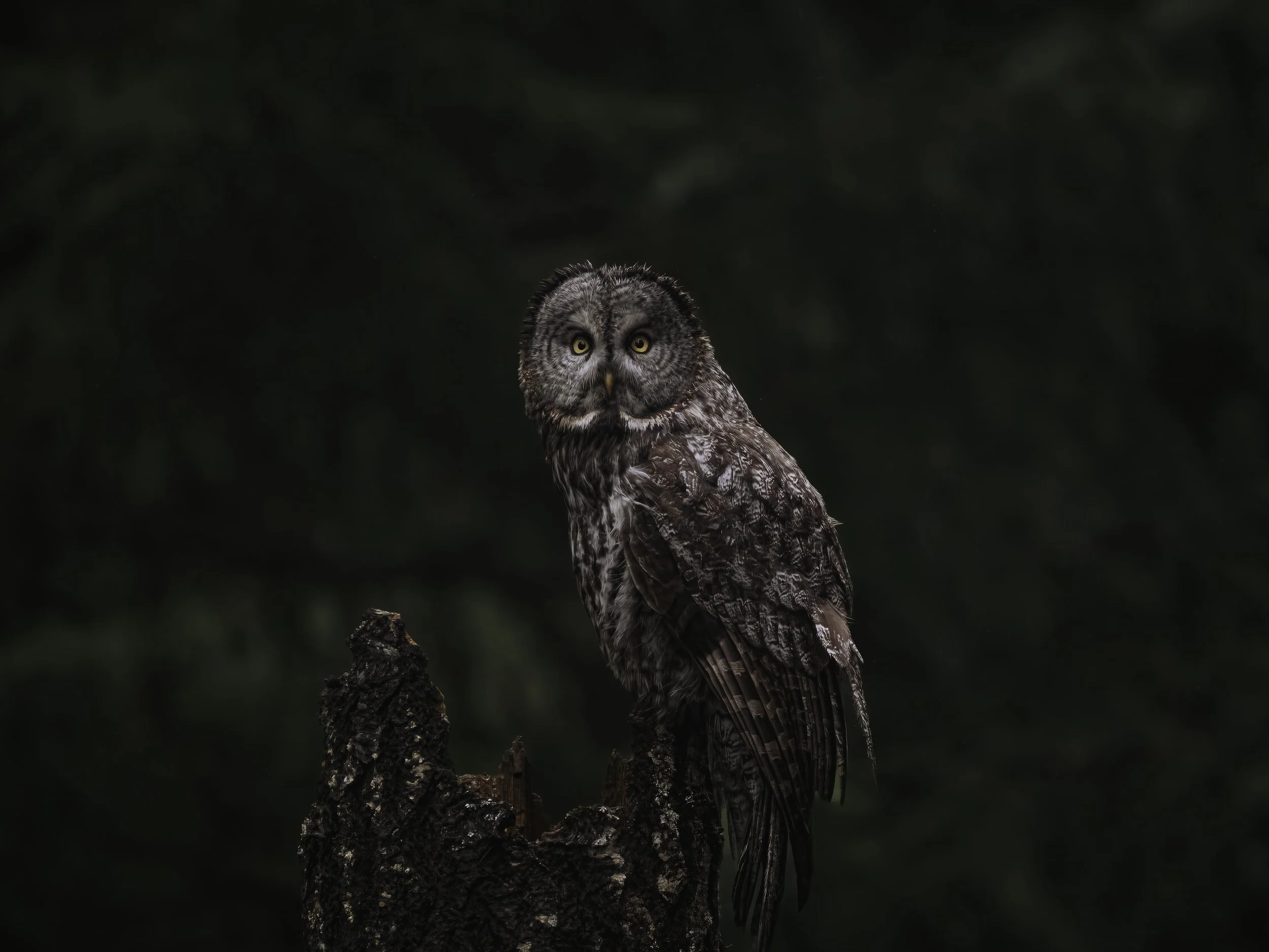 A large owl with rounded facial features, yellow eyes, and brown and white feathers perched on a charred tree stump against a dark green background.