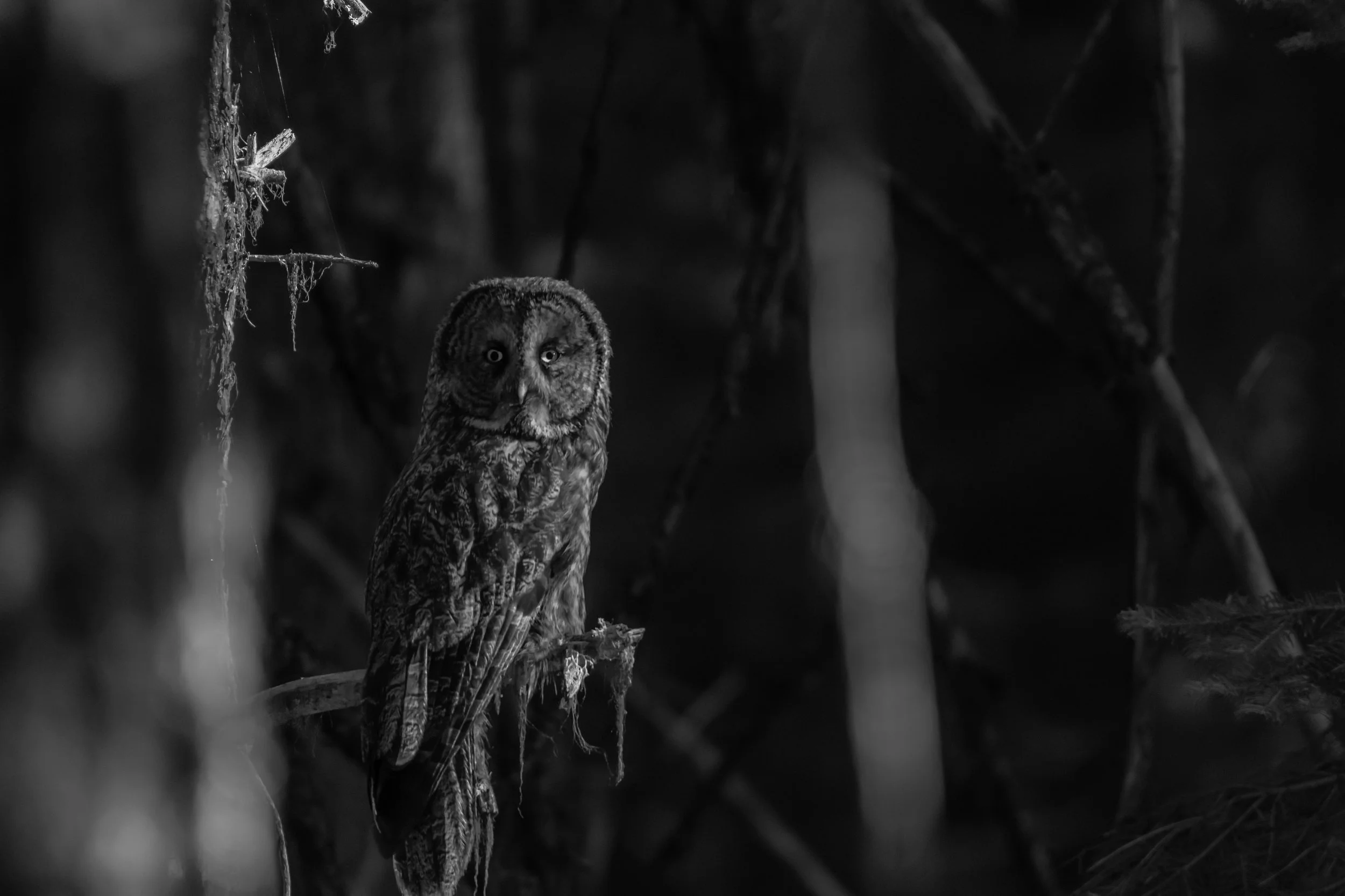 A black and white image of an owl perched on a branch in a dark forest at night.