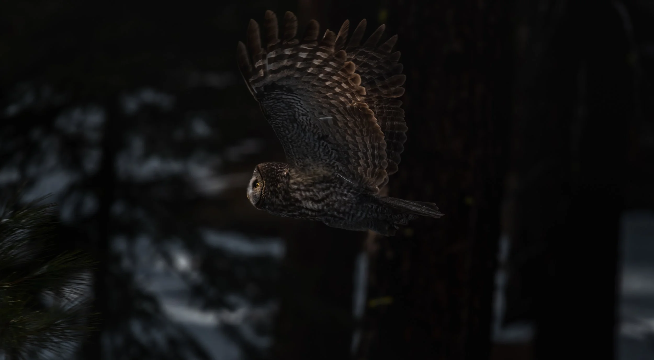 A great horned owl flying at night with open wings and a dark background.