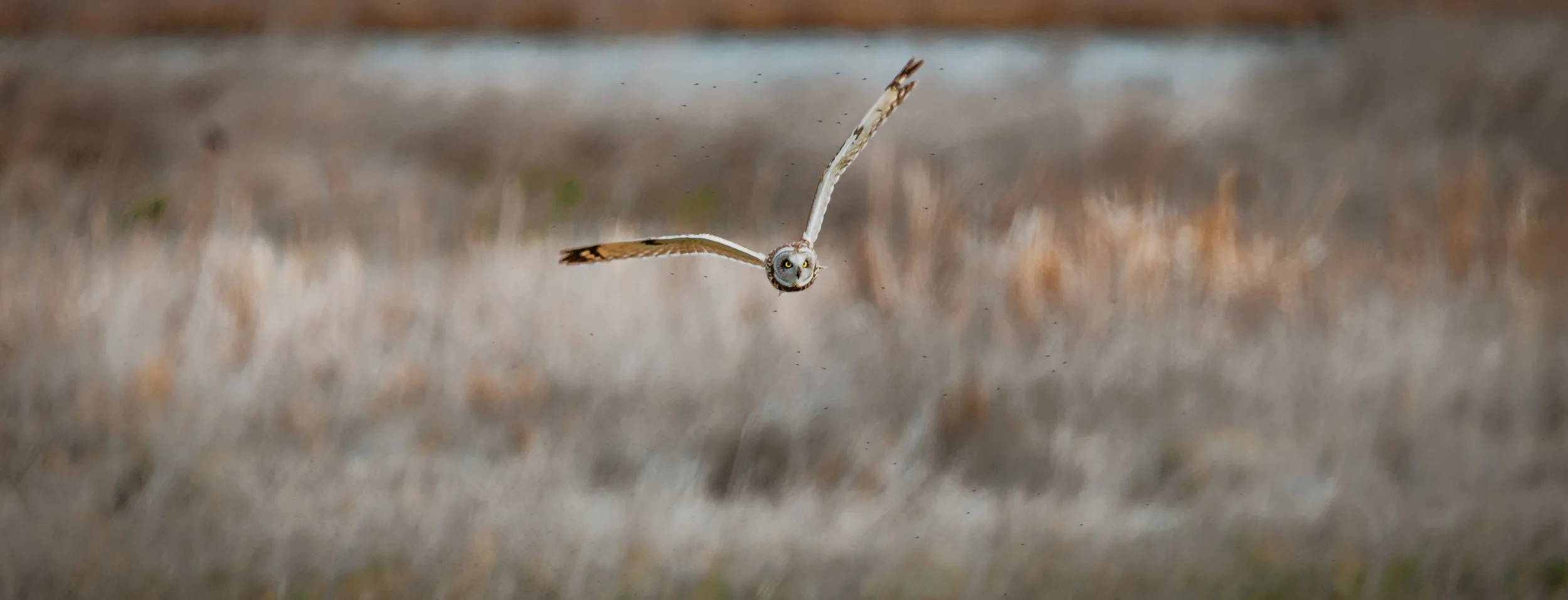 A short eared owl with yellow eyes flying low over a grassy field.