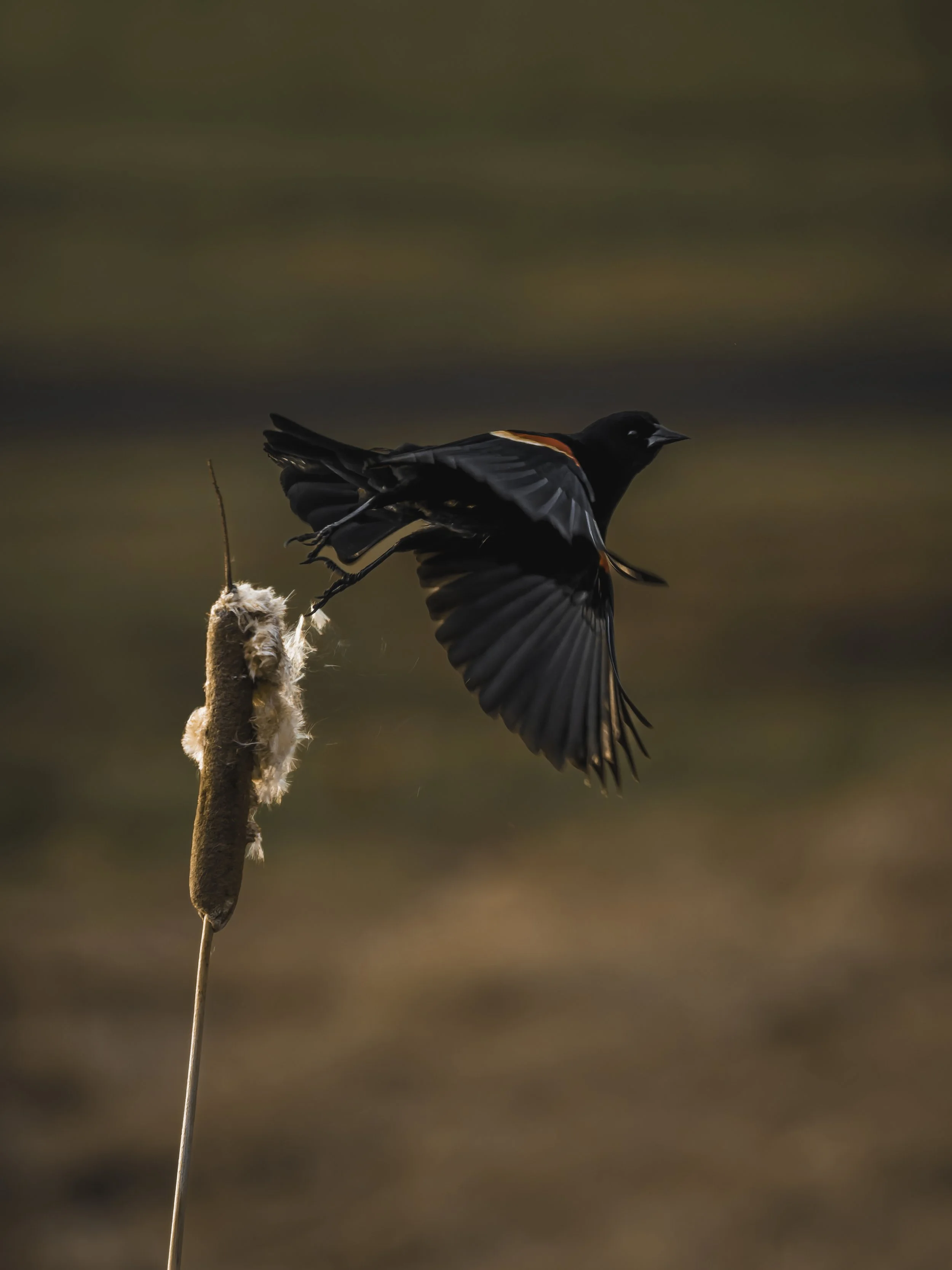 A black bird, possibly a Red-winged Blackbird, in flight near a cattail plant with fluff, during sunset or sunrise.