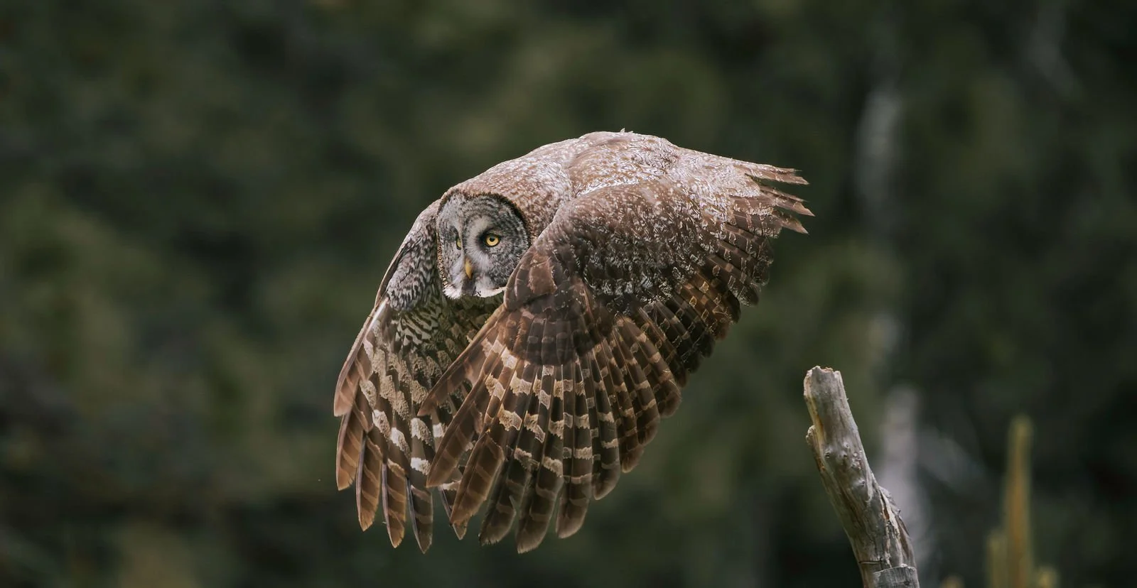 Great Grey Owl mid flight