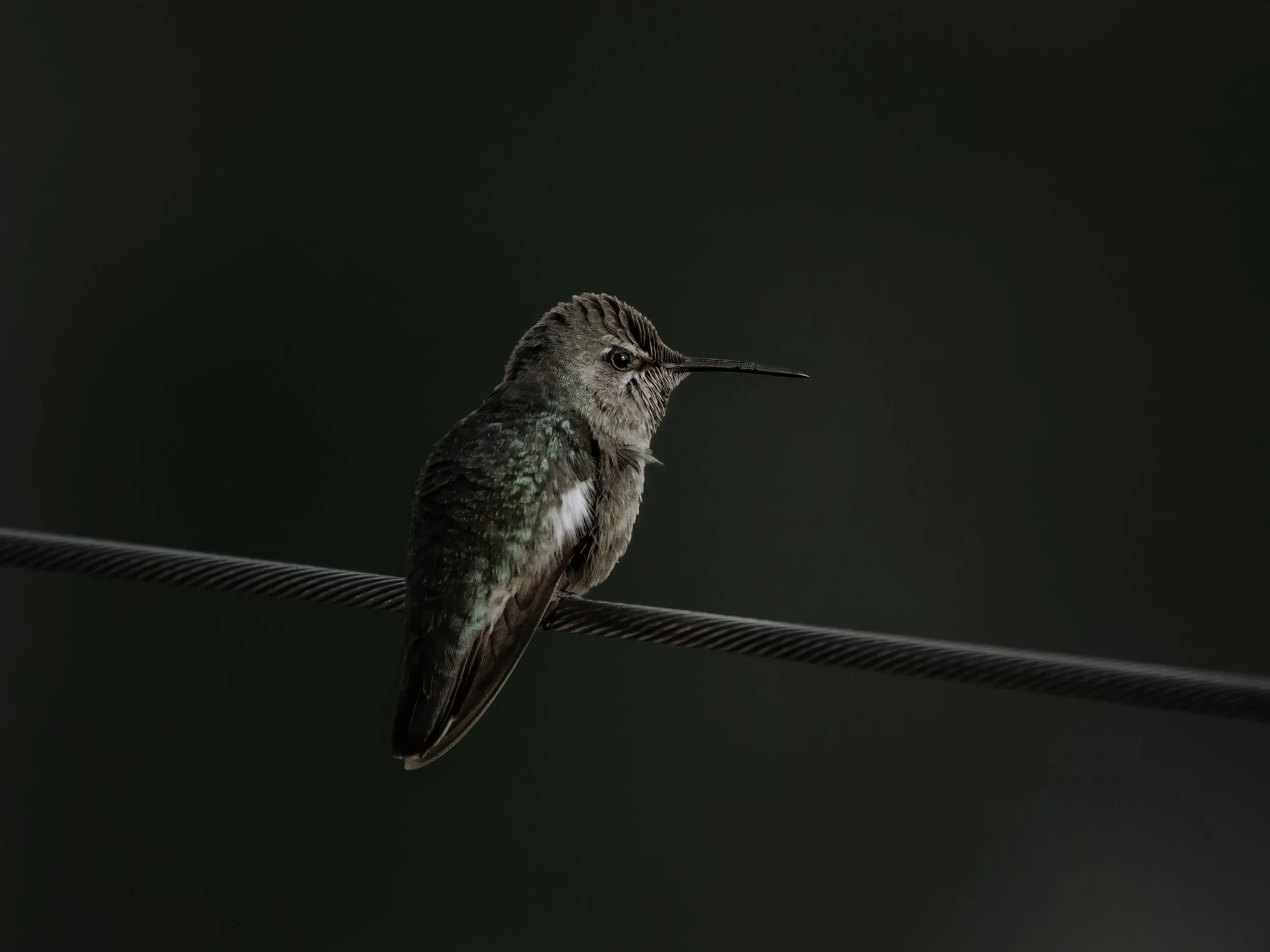 A small hummingbird perched on a wire against a dark green background.