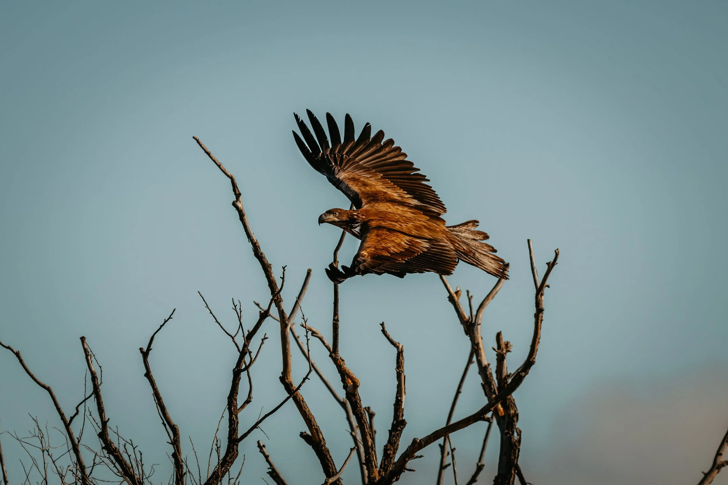 A bird of prey, possibly an eagle, perched in a leafless tree with its wings partially extended against a clear blue sky.