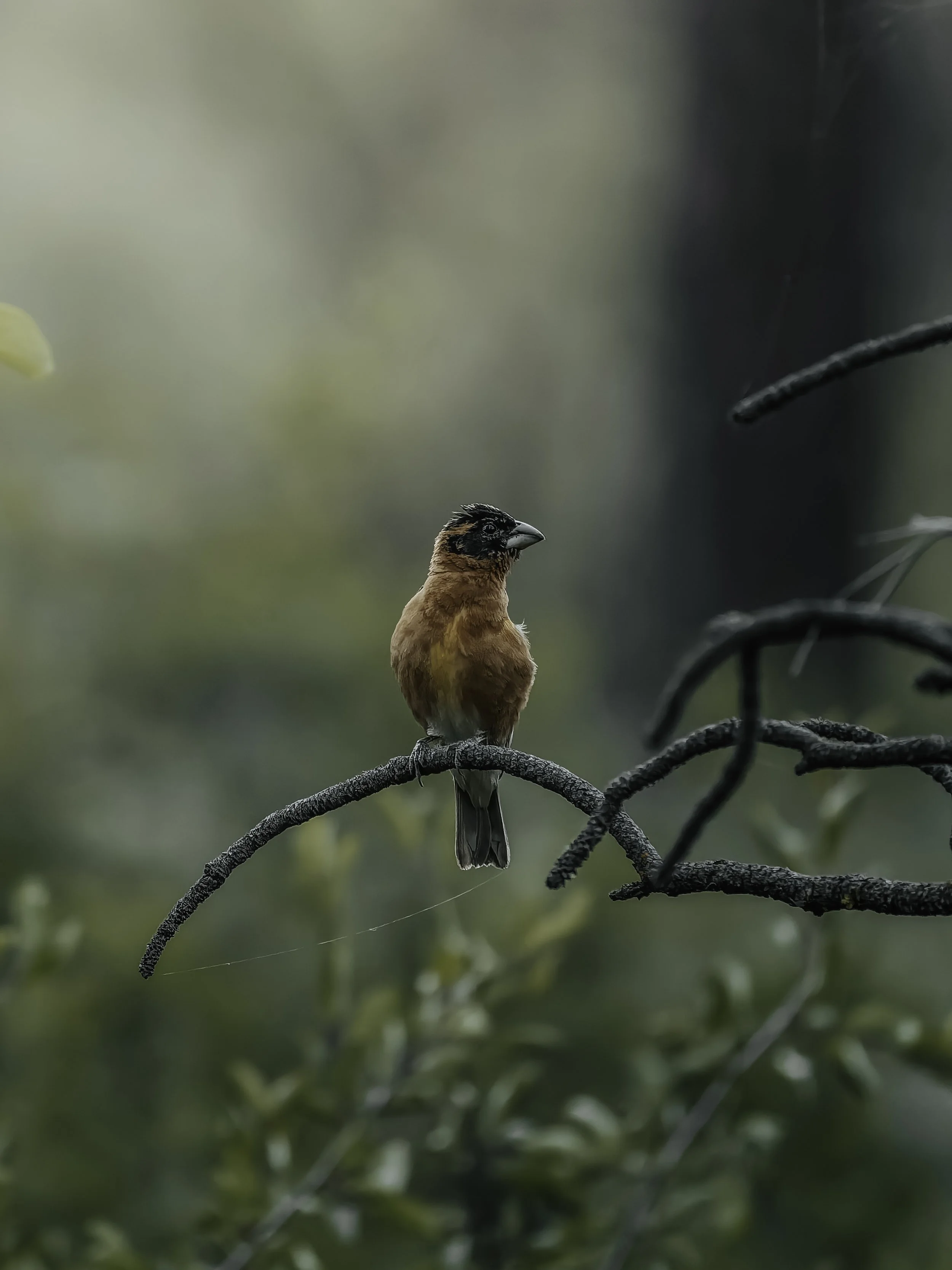 A small bird with brown and black feathers perched on a thin, dark branch in a blurry green forest background.