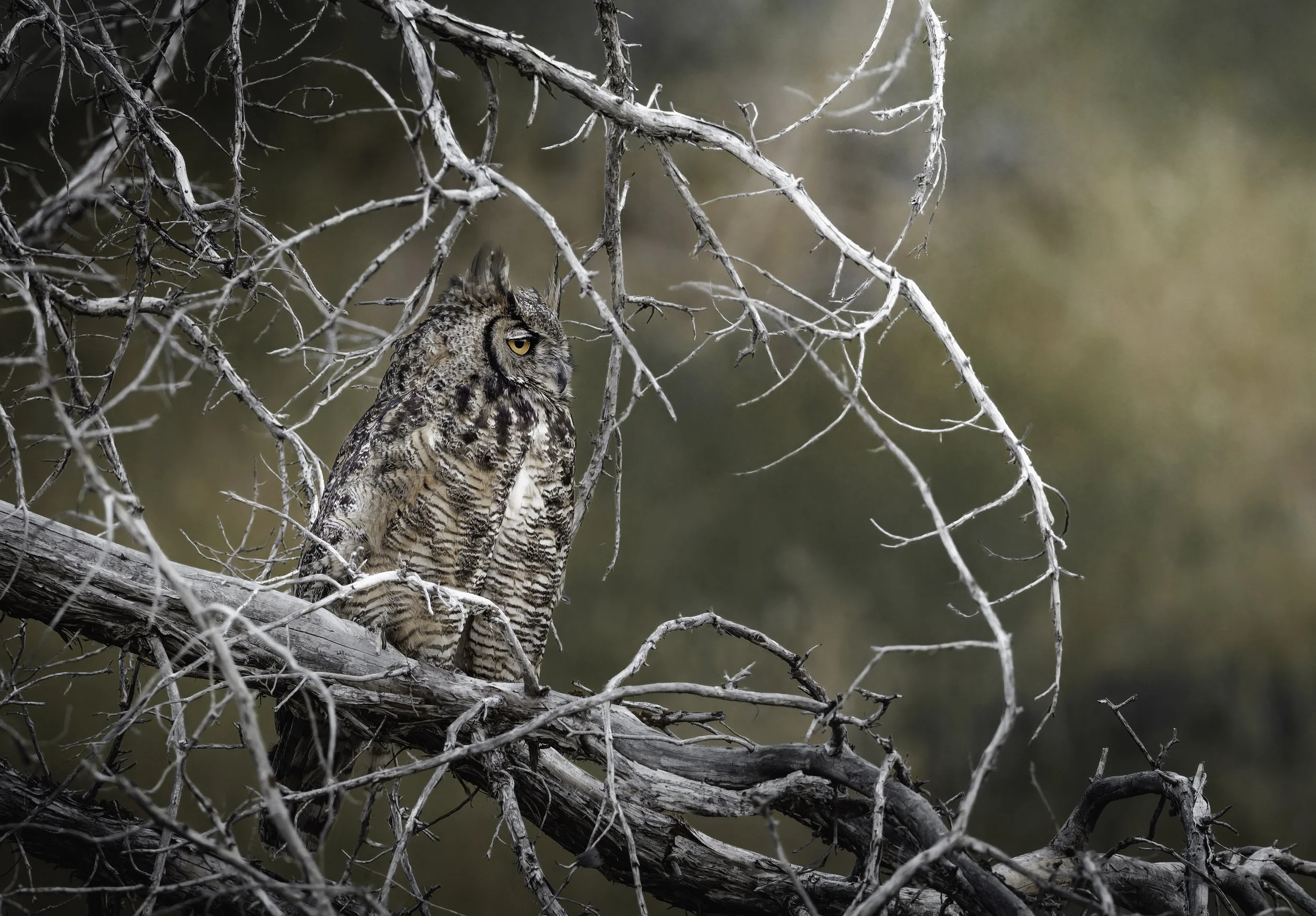 A great horned owl perched on a branch among leafless tree branches in a natural setting.