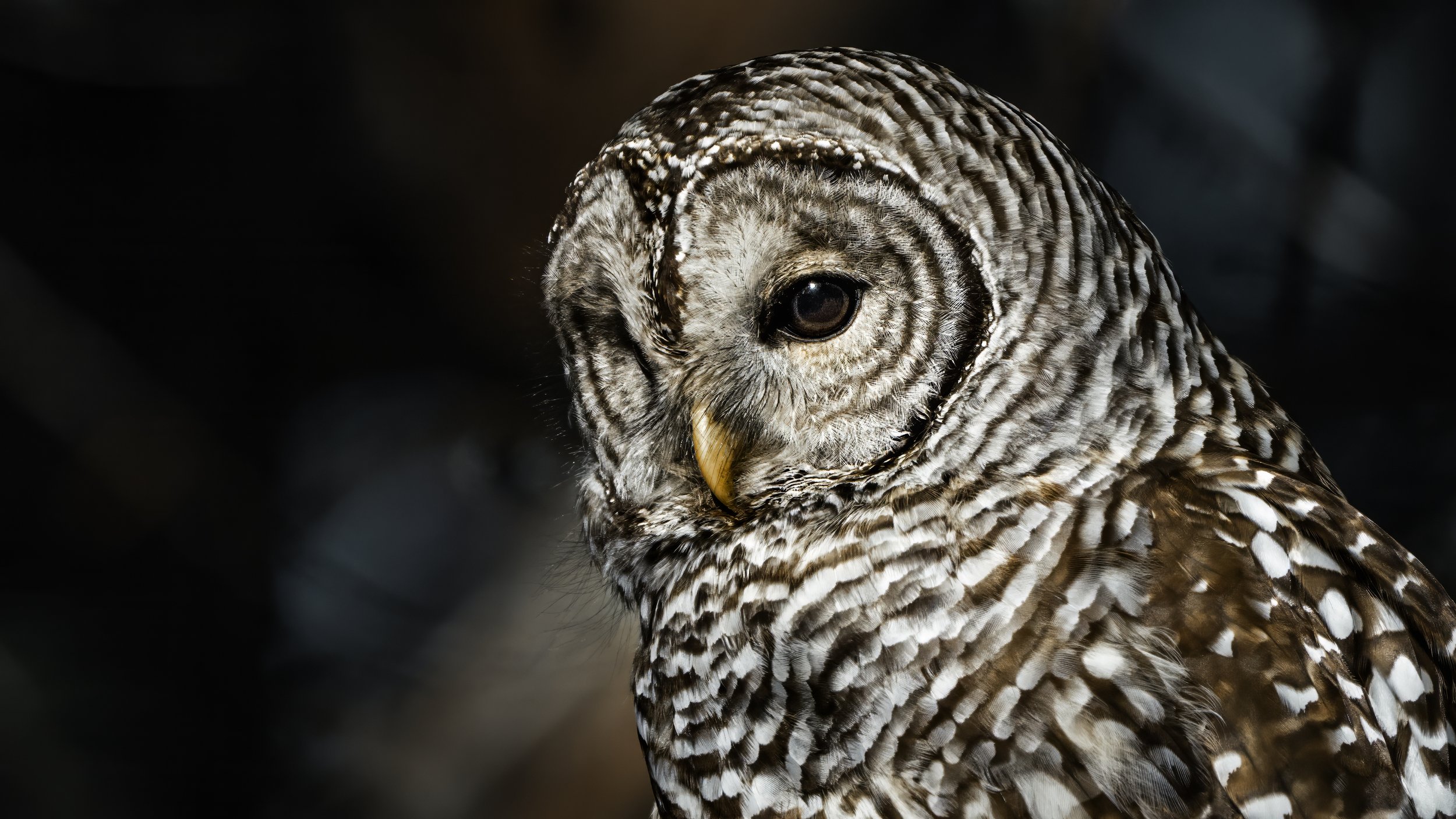 Close-up of a barred owl with a dark background, showing intricate feather patterns and a large, dark eye.