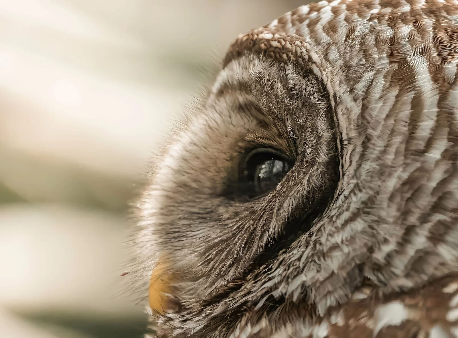 Up close of a bard owl’s profile 
