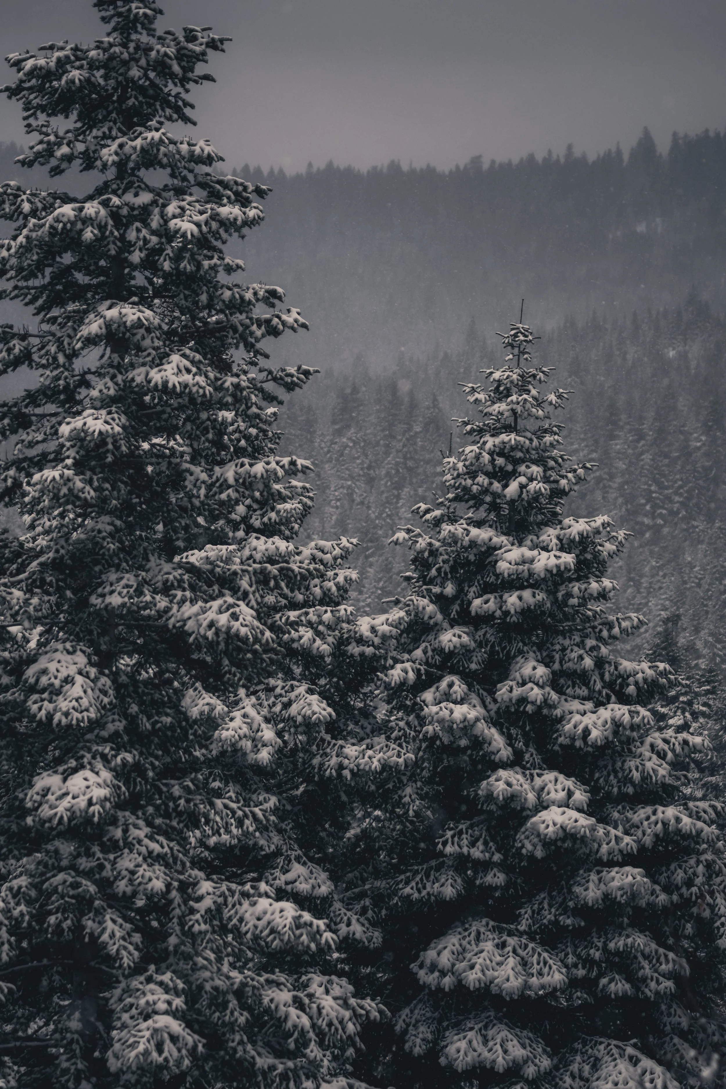 Snow-covered pine trees in a foggy, mountainous landscape.