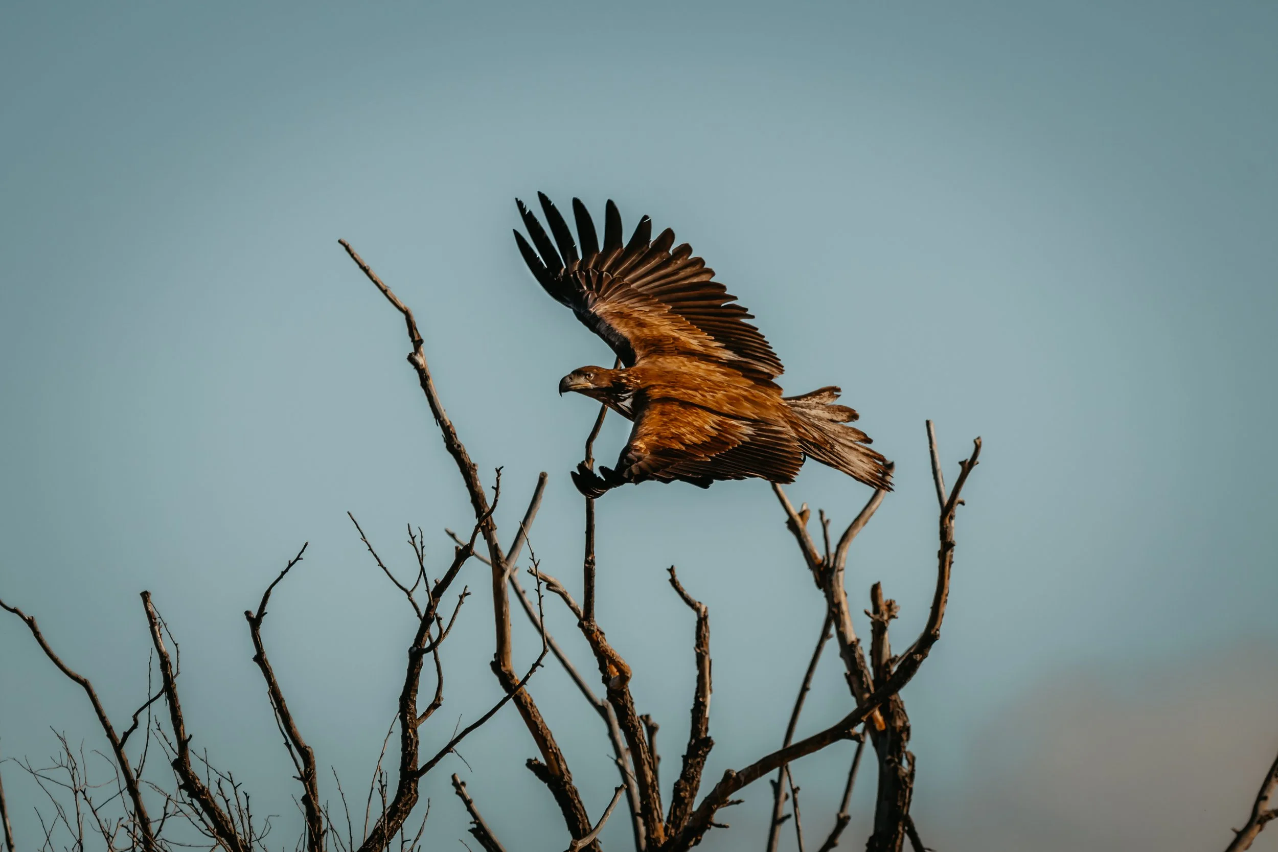 A large bird of prey, possibly an eagle, perched on a leafless tree branch with wings partially open against a cloudy sky.