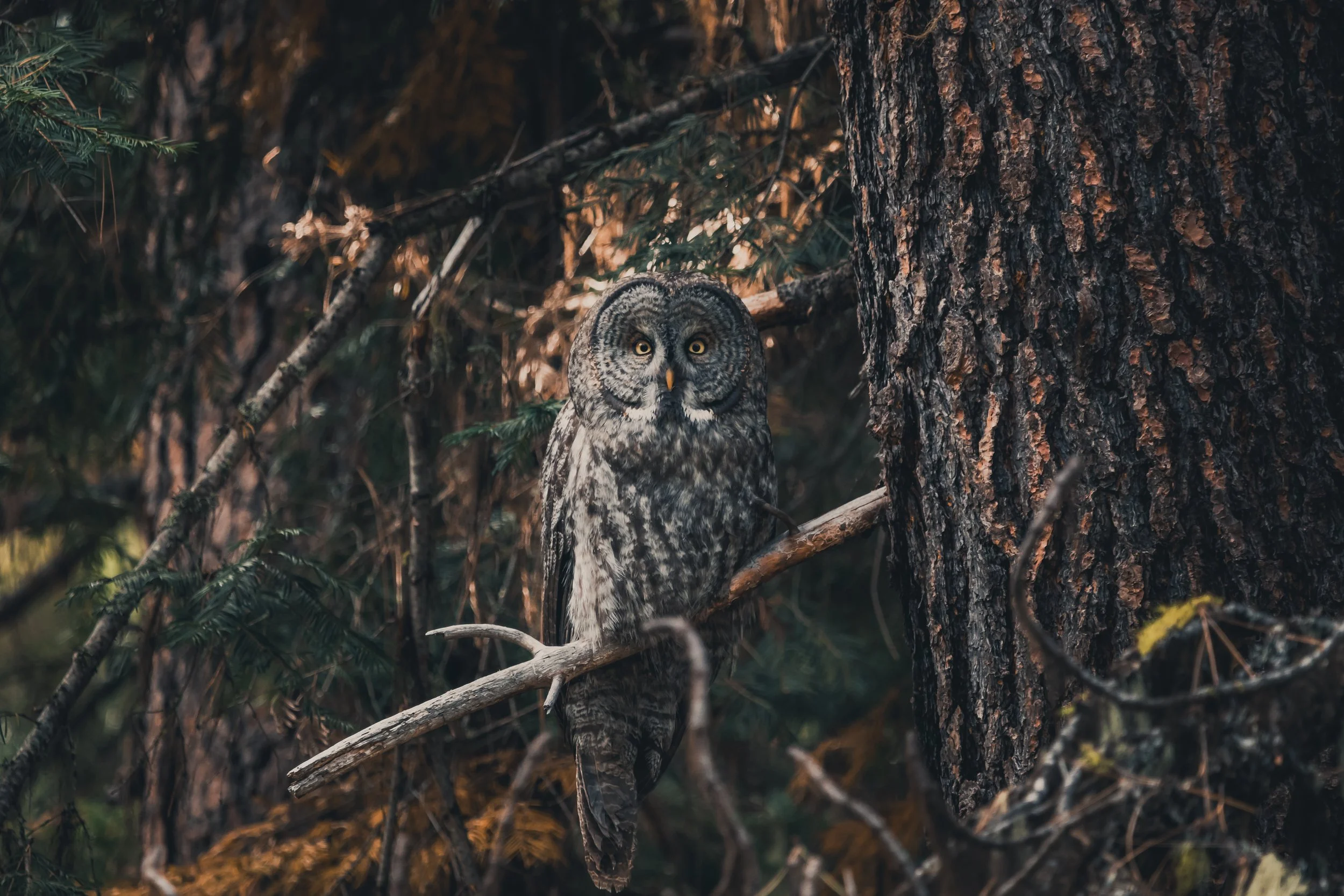 A large owl with grey and brown feathers perched on a thin branch next to a tall tree trunk in a forest setting.