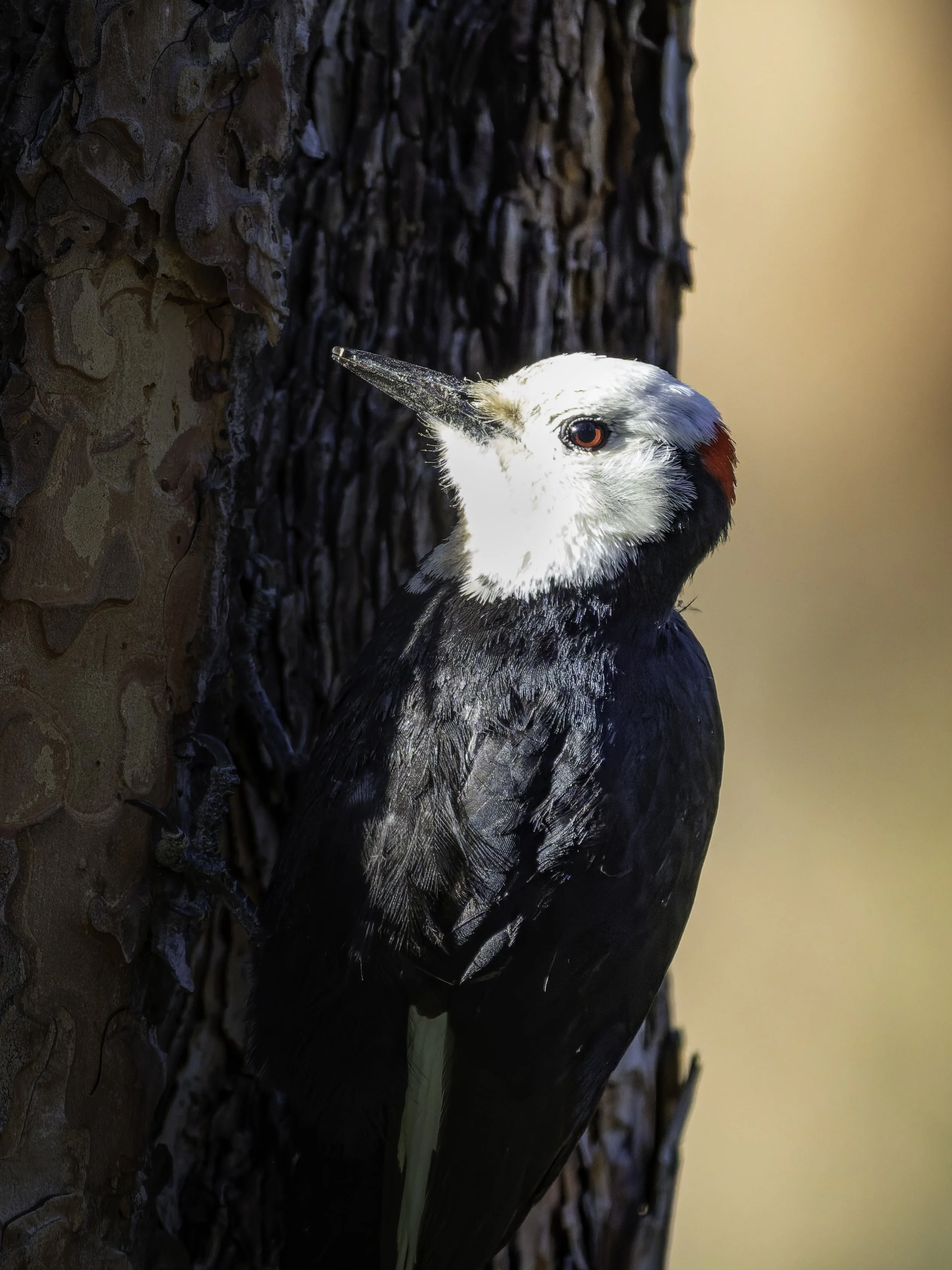A woodpecker with black, white, and red feathers clinging to the side of a tree trunk.