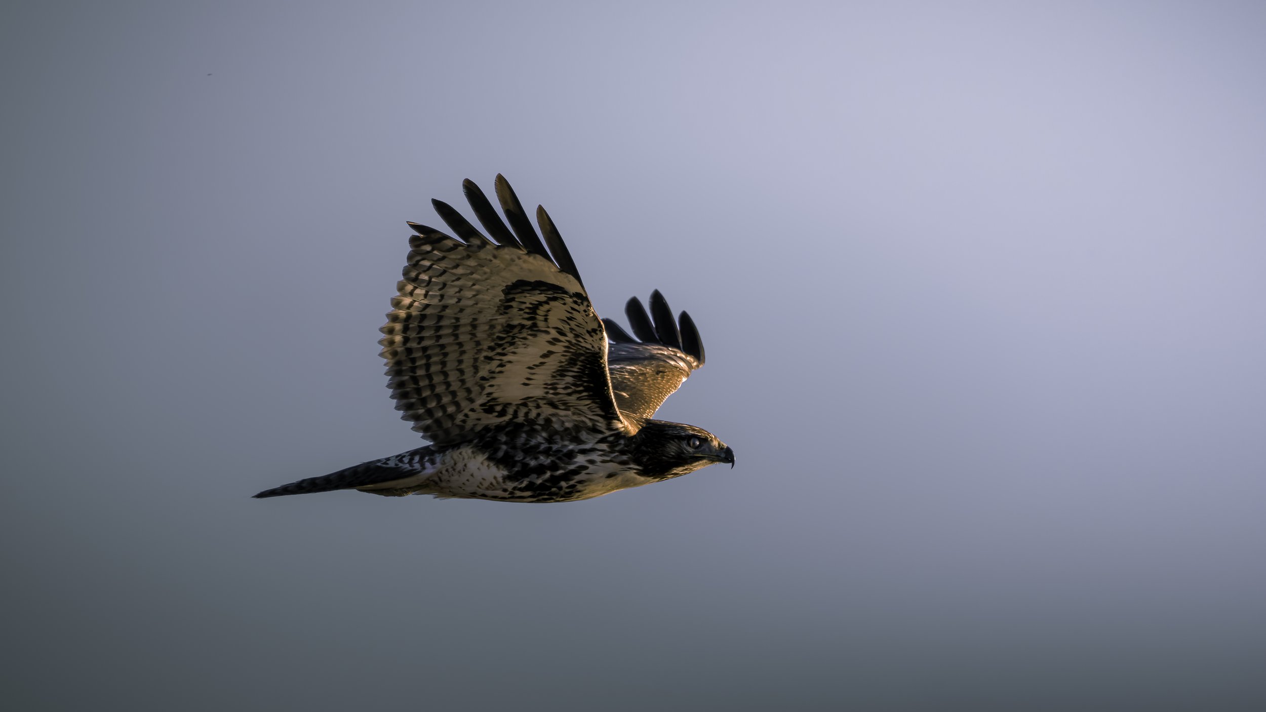 A bird of prey, likely a hawk or falcon, flying in the sky with wings spread and sunlight illuminating its feathers.