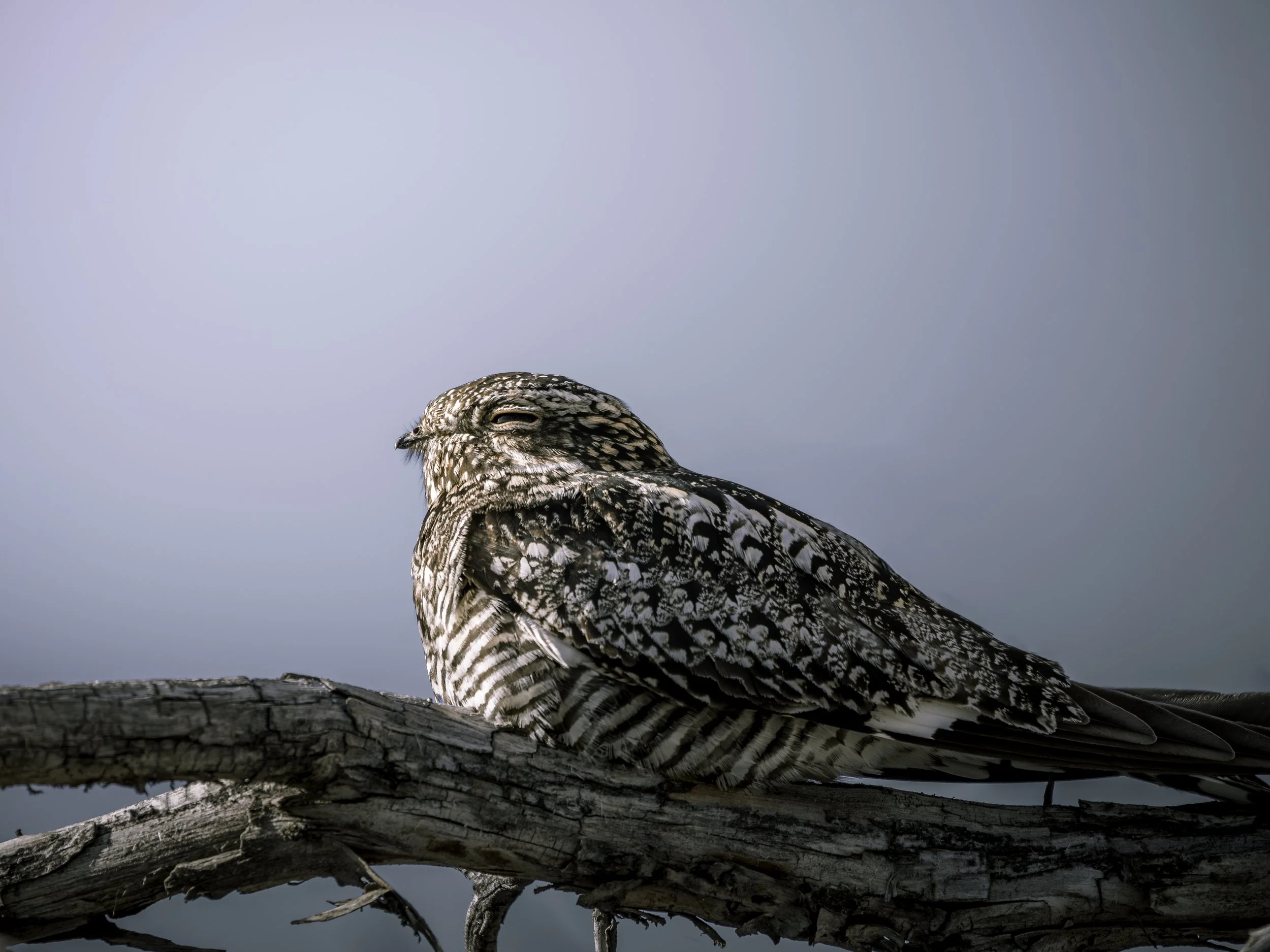 A barred owl resting on a weathered tree branch against a light blue sky.
