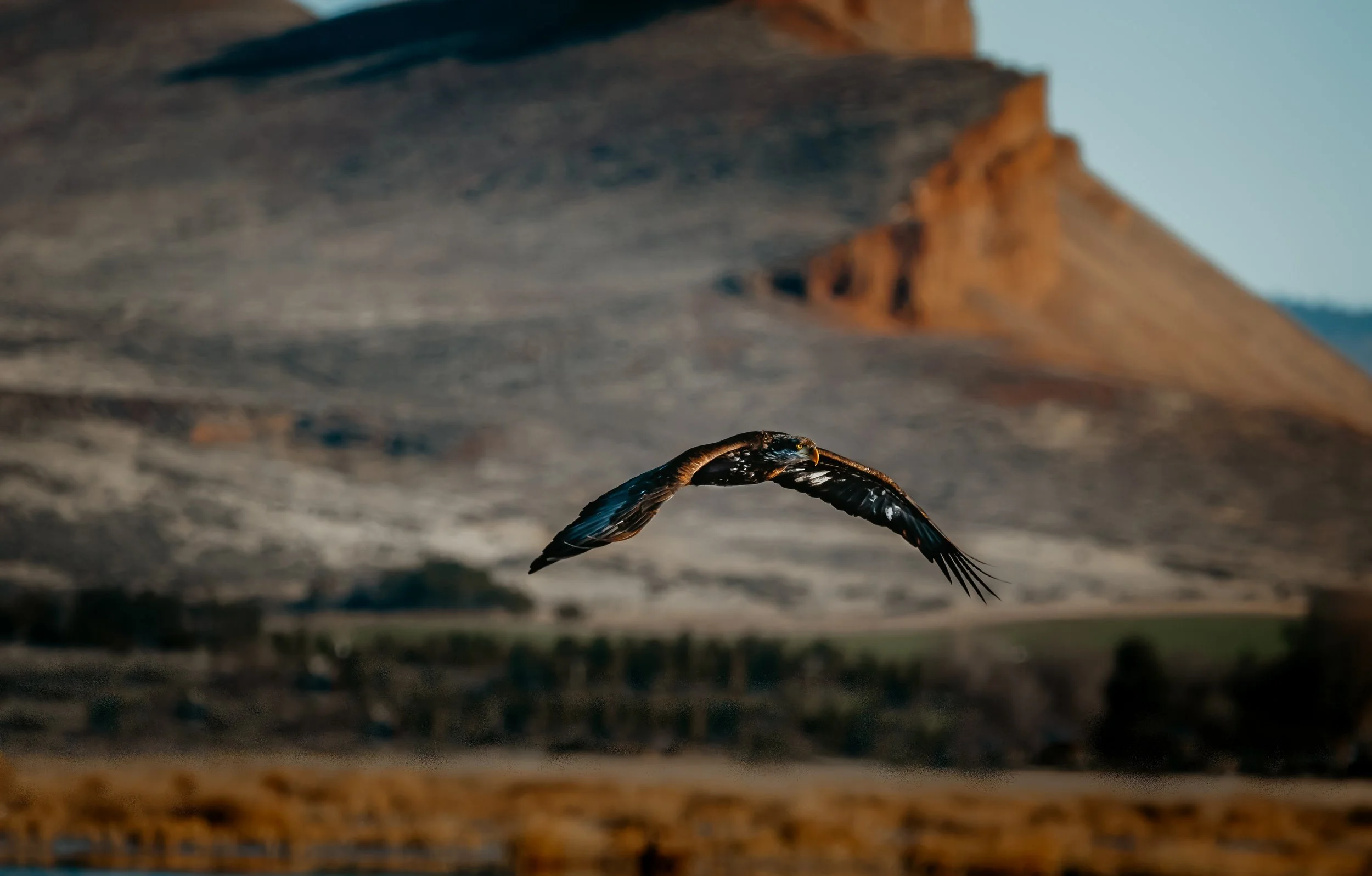A bird (eagle or hawk) flying over a landscape with mountains in the background.