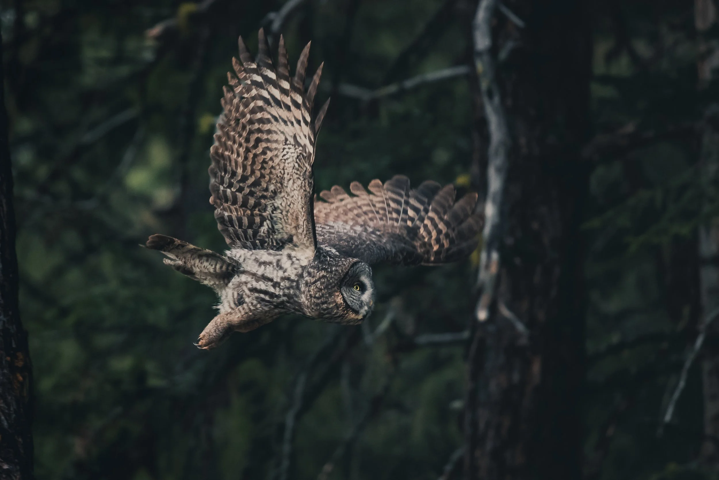 A great grey owl flying through a dark forest with trees in the background.