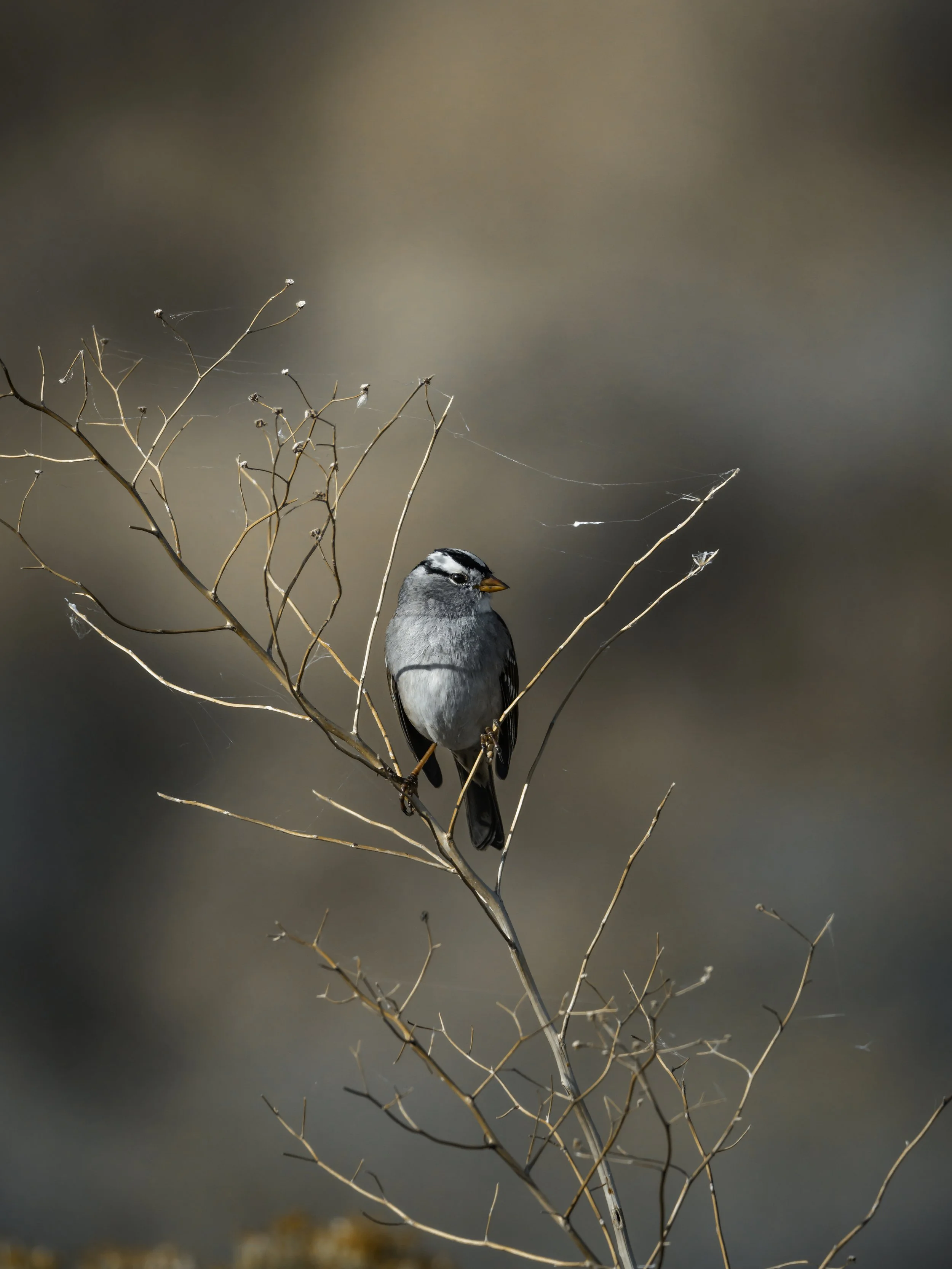 A small bird perched on a dry, leafless branch.
