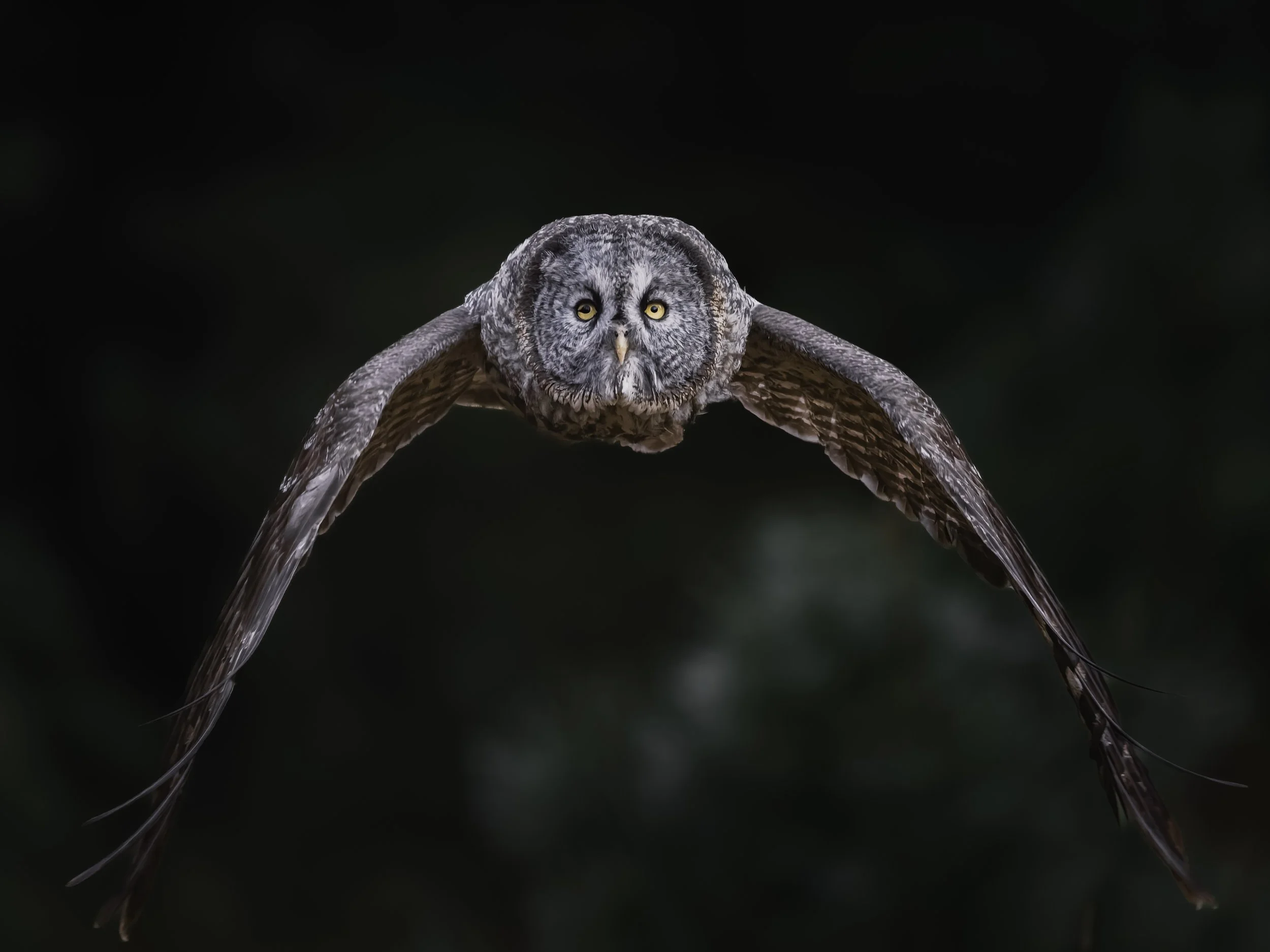 An owl in flight with a dark background, showing detailed feathers and piercing yellow eyes.