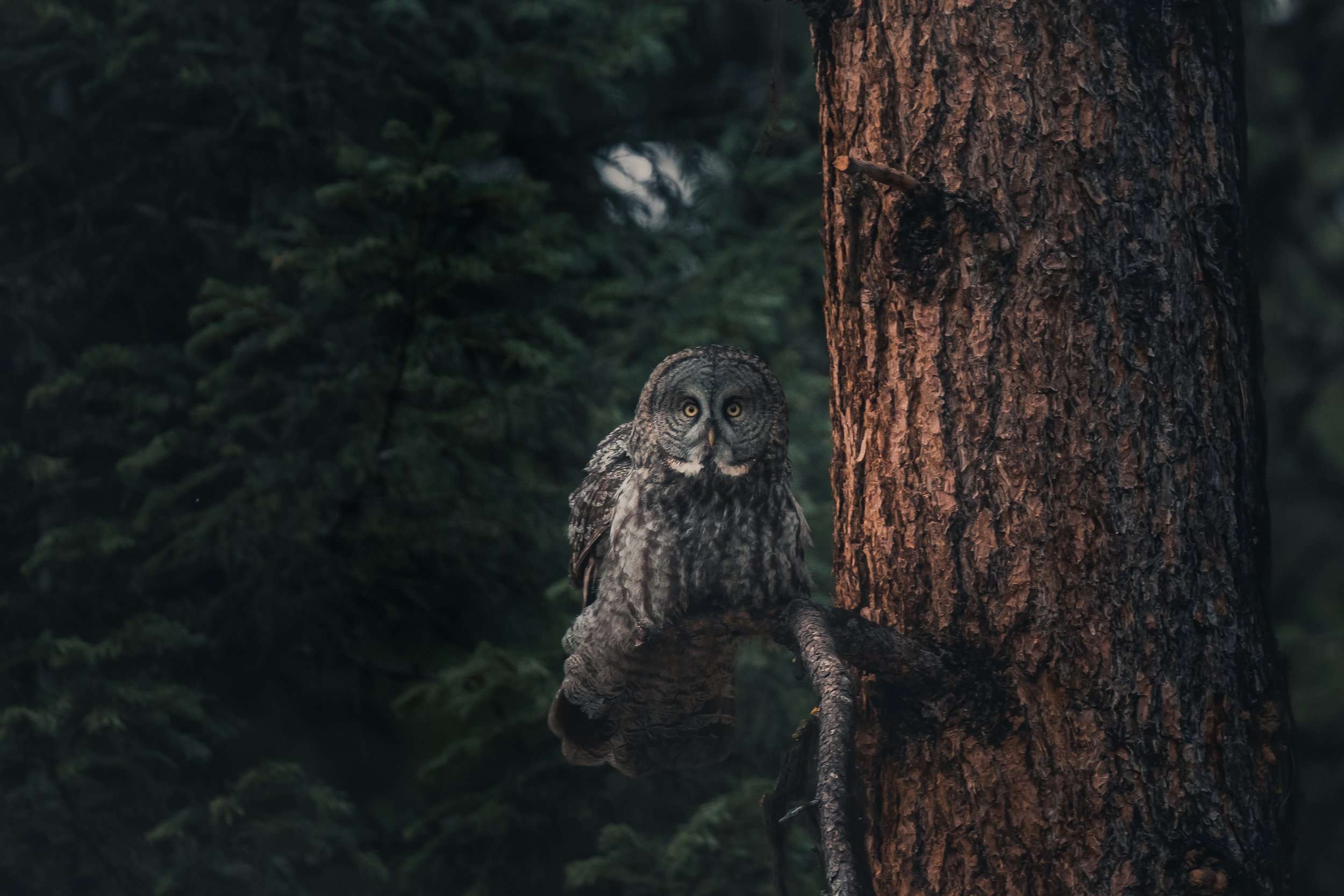 A great horned owl perched on a tree branch in a forested area, facing forward with large yellow eyes.