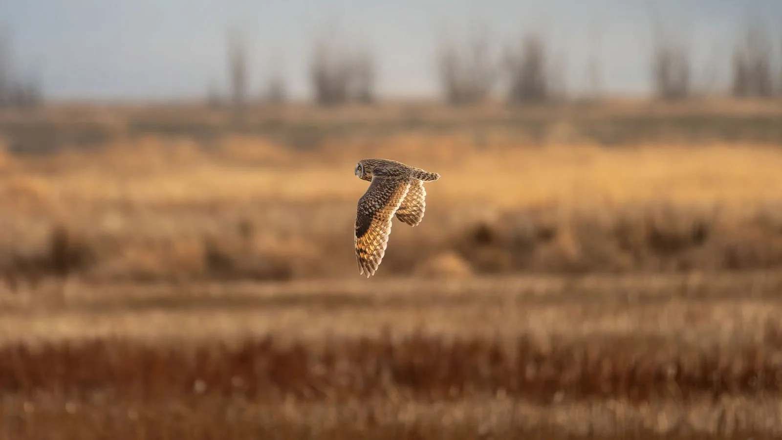 Short eared owl mid flight along the field 