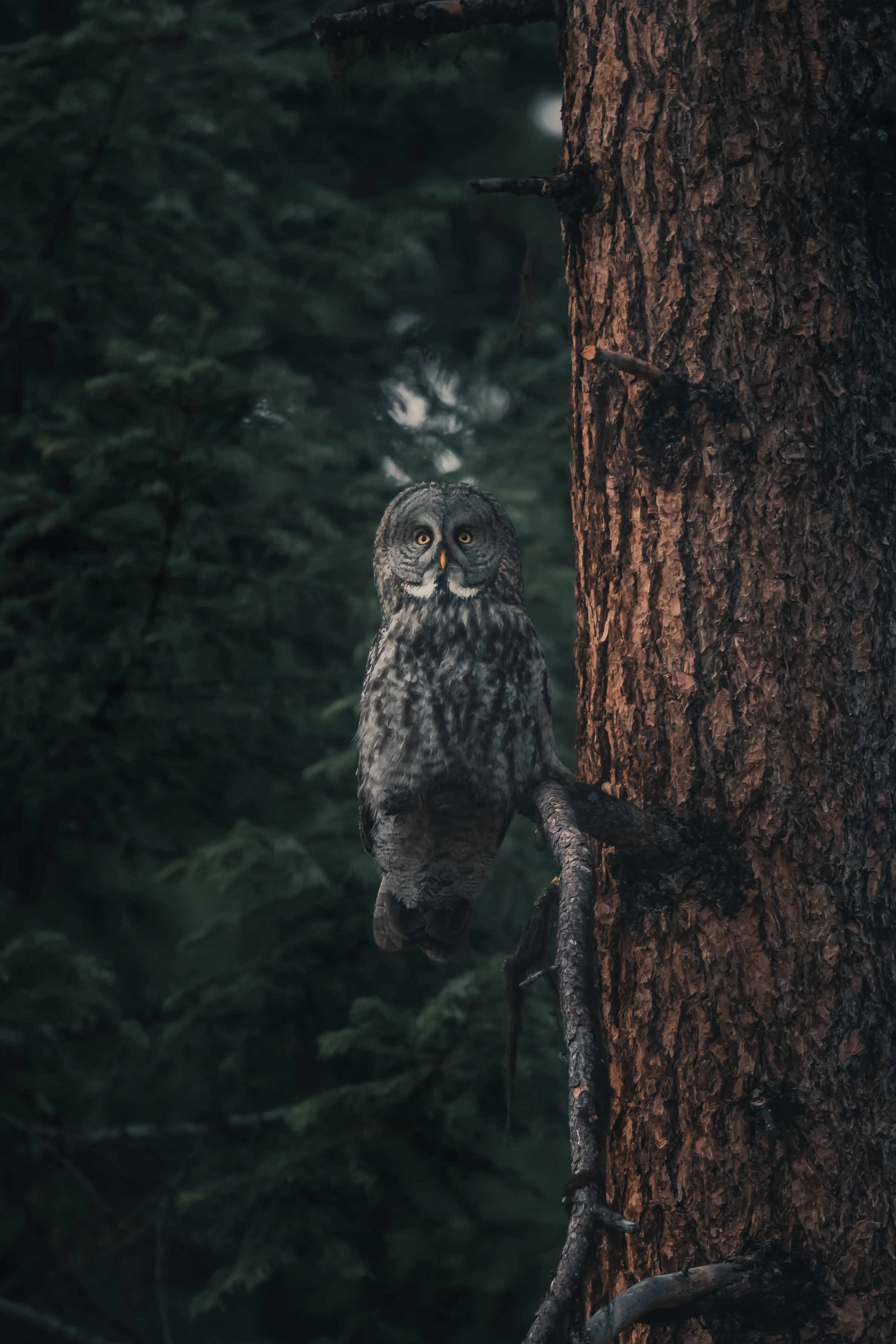 A great grey owl perched on a branch next to a tree trunk in a dense forest.