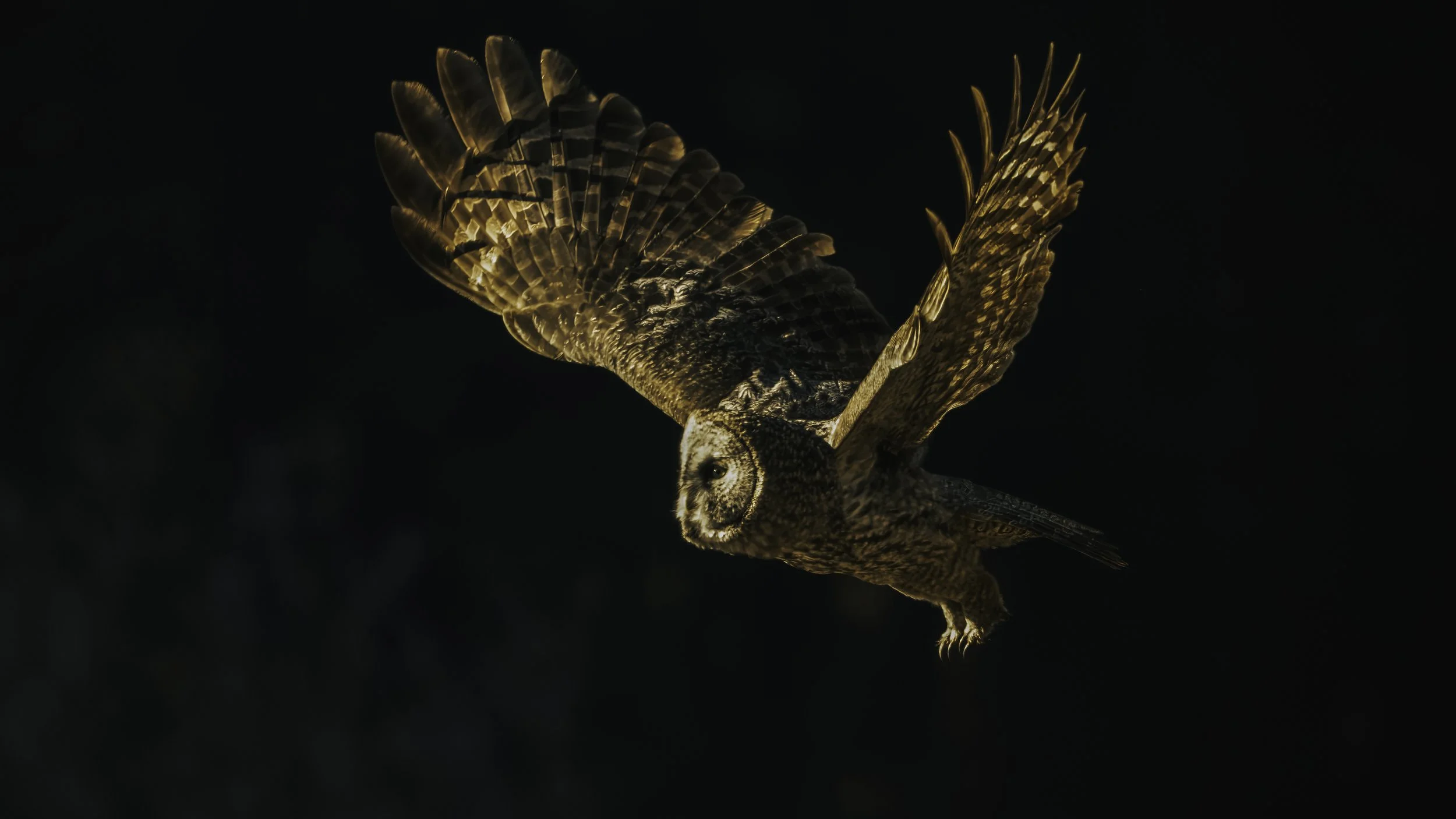 A nocturnal photograph of a great horned owl in flight with wings spread, showing intricate feather patterns and glowing eyes against a dark background.